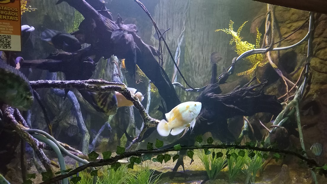 Freshwater sector - São Paulo Aquarium