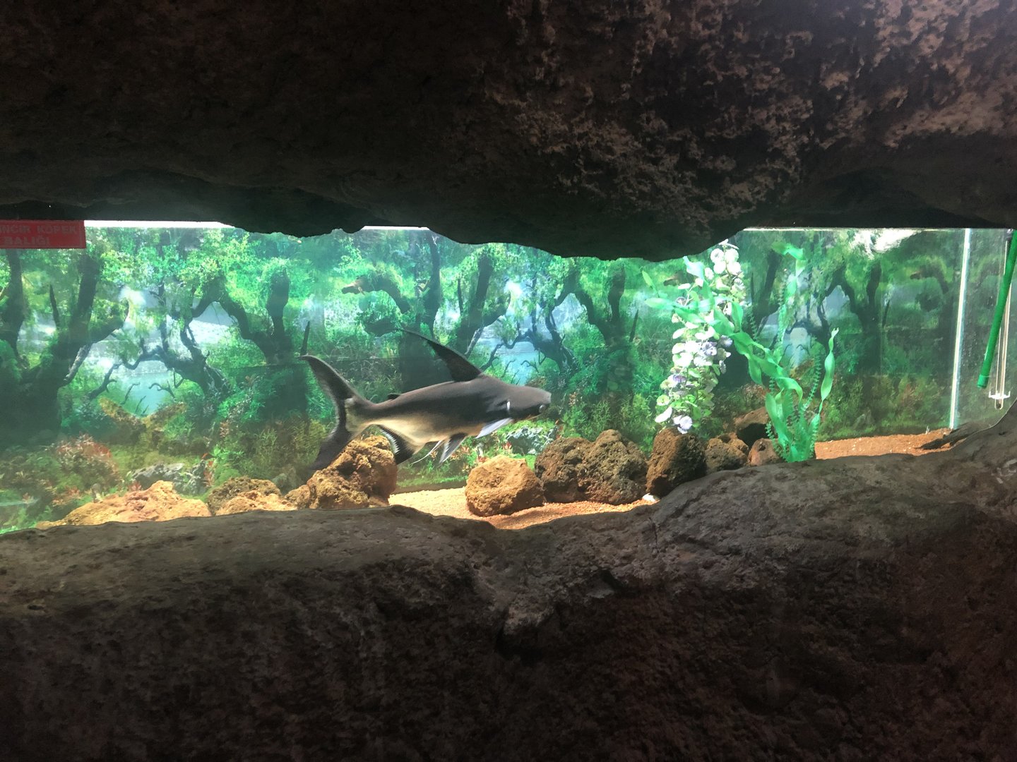 Freshwater “Shark” Tank at the Ankara Domestic Animals Park