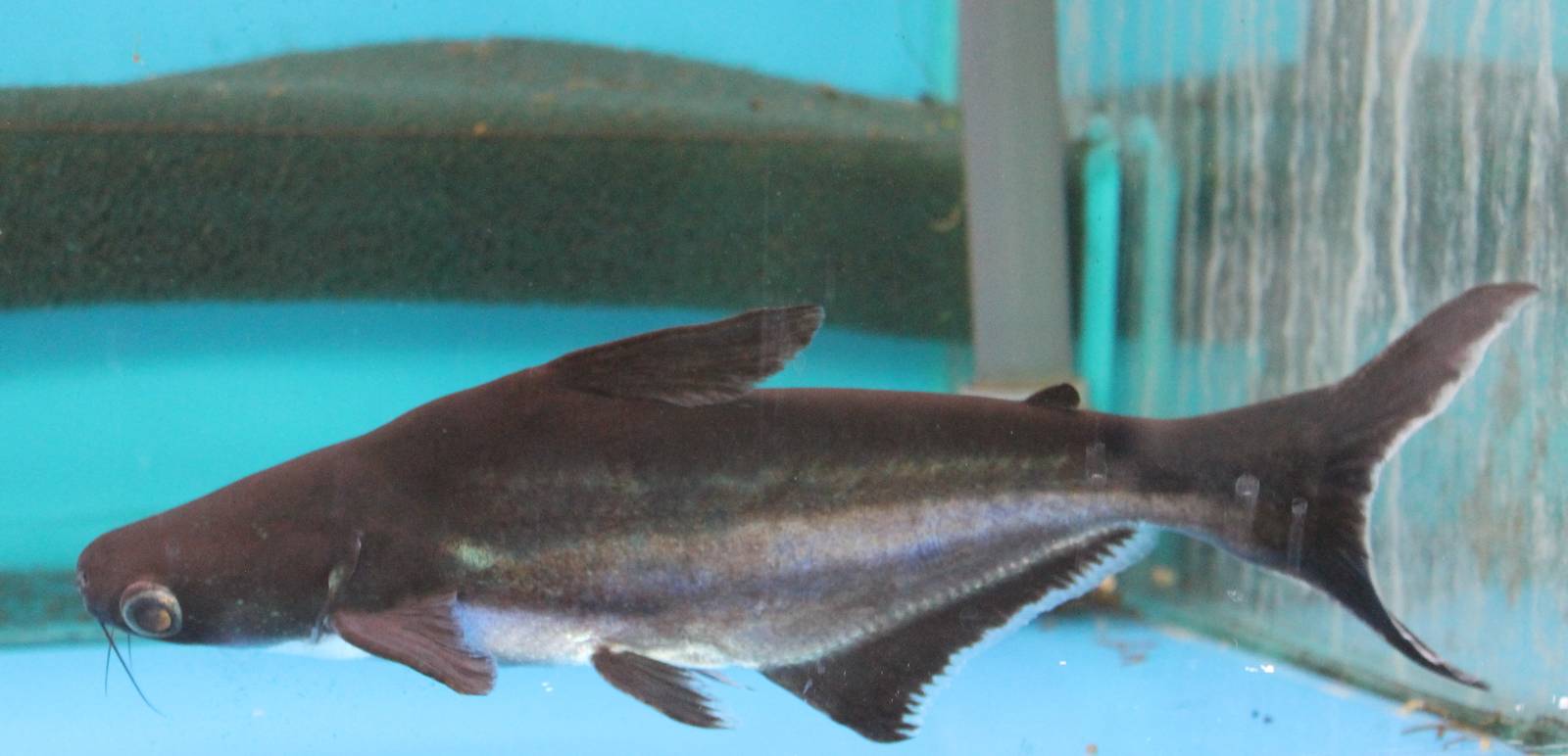 " Freshwater shark "