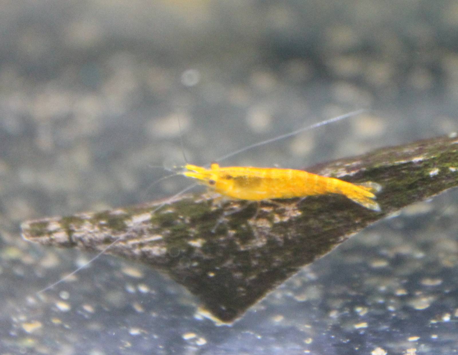 Freshwater shrimp ID