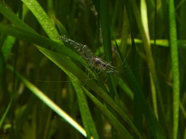 Freshwater shrimp (Palaemonetes antennarius)