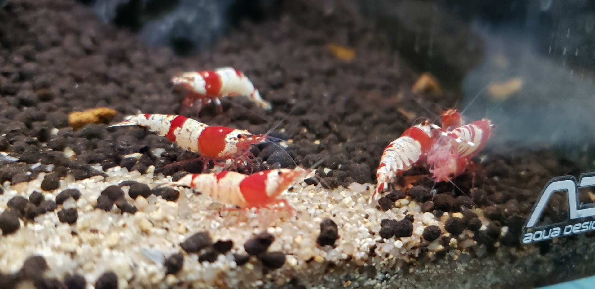 Freshwater shrimp sp.