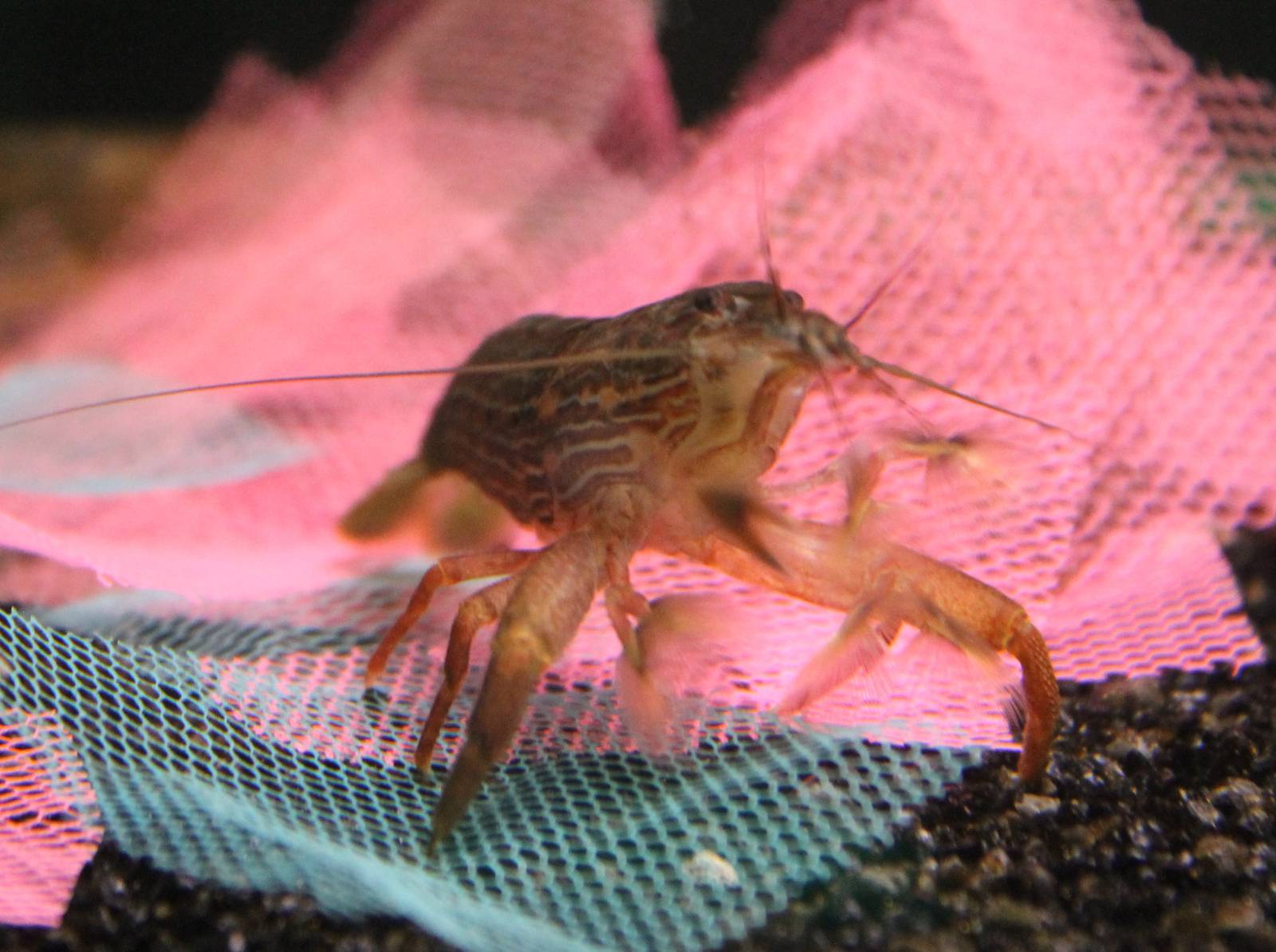Freshwater shrimp