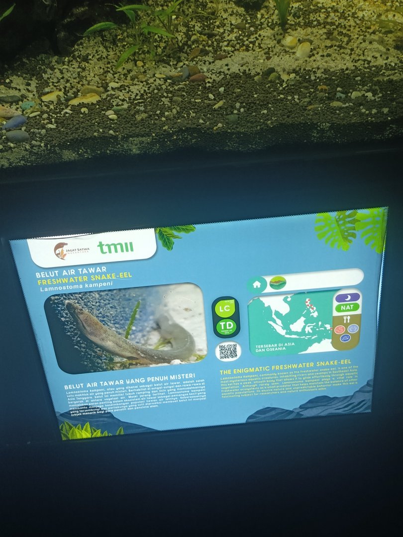 Freshwater Snake Eel (Lamnostoma kampeni) signage