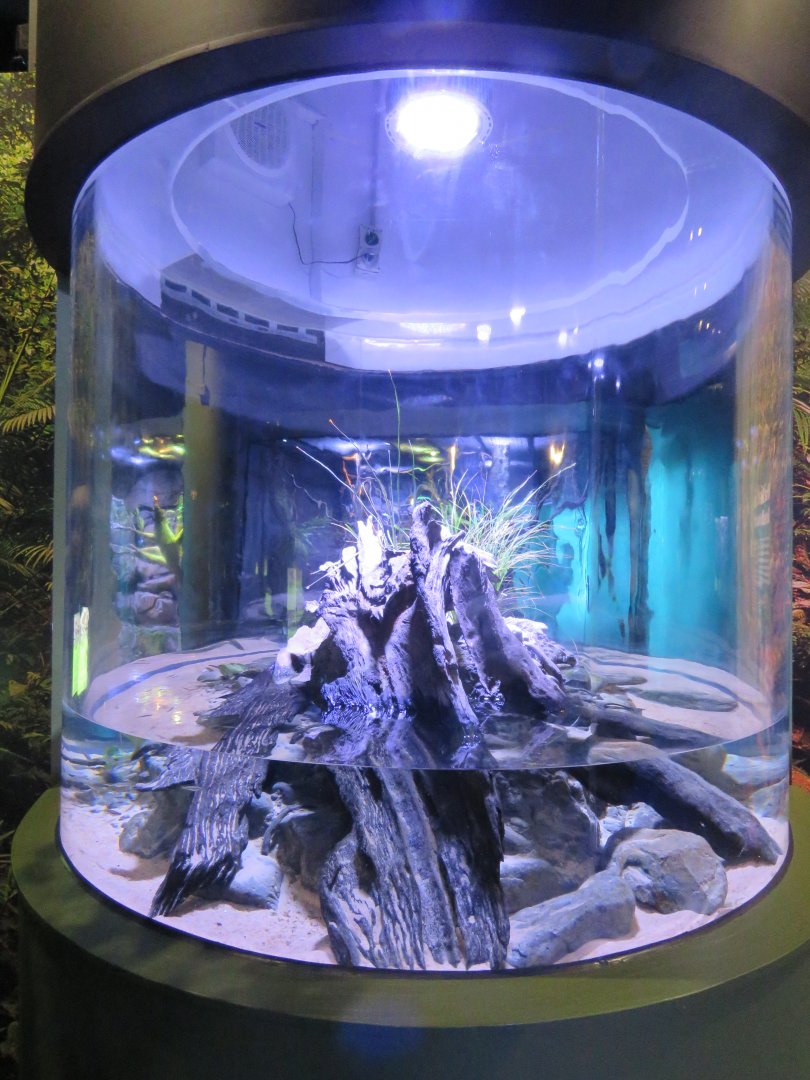 Freshwater Snake Exhibit