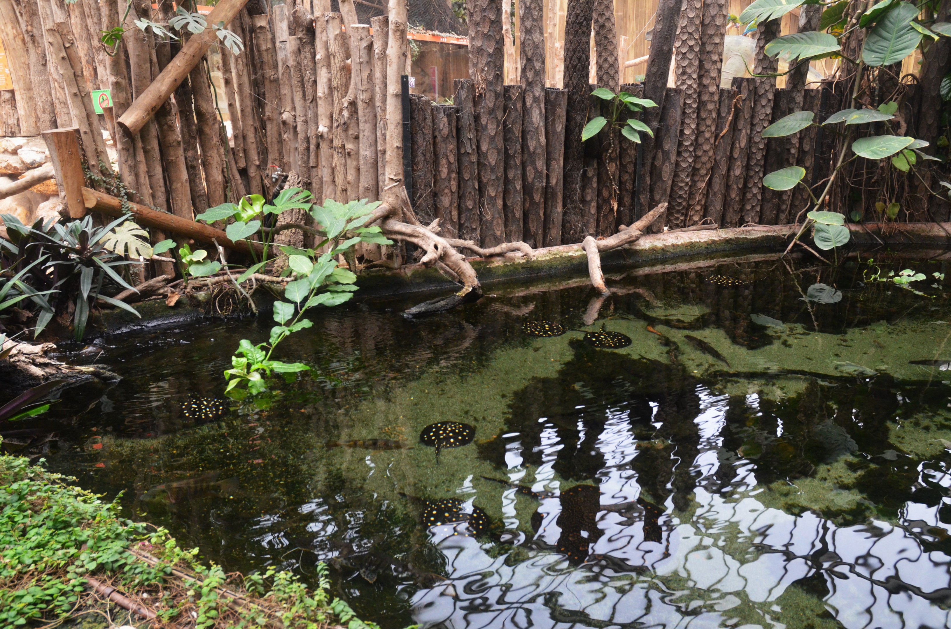 Freshwater Stingray Enclosure at Biotropica, 16/06/18