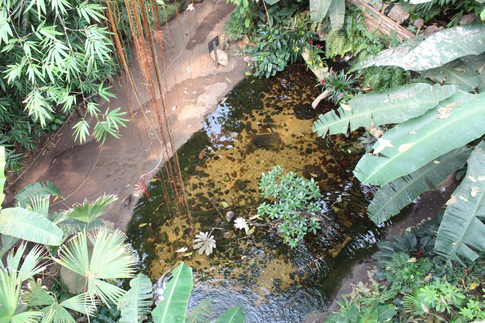 Freshwater Stingray Exhibit - Lied Jungle