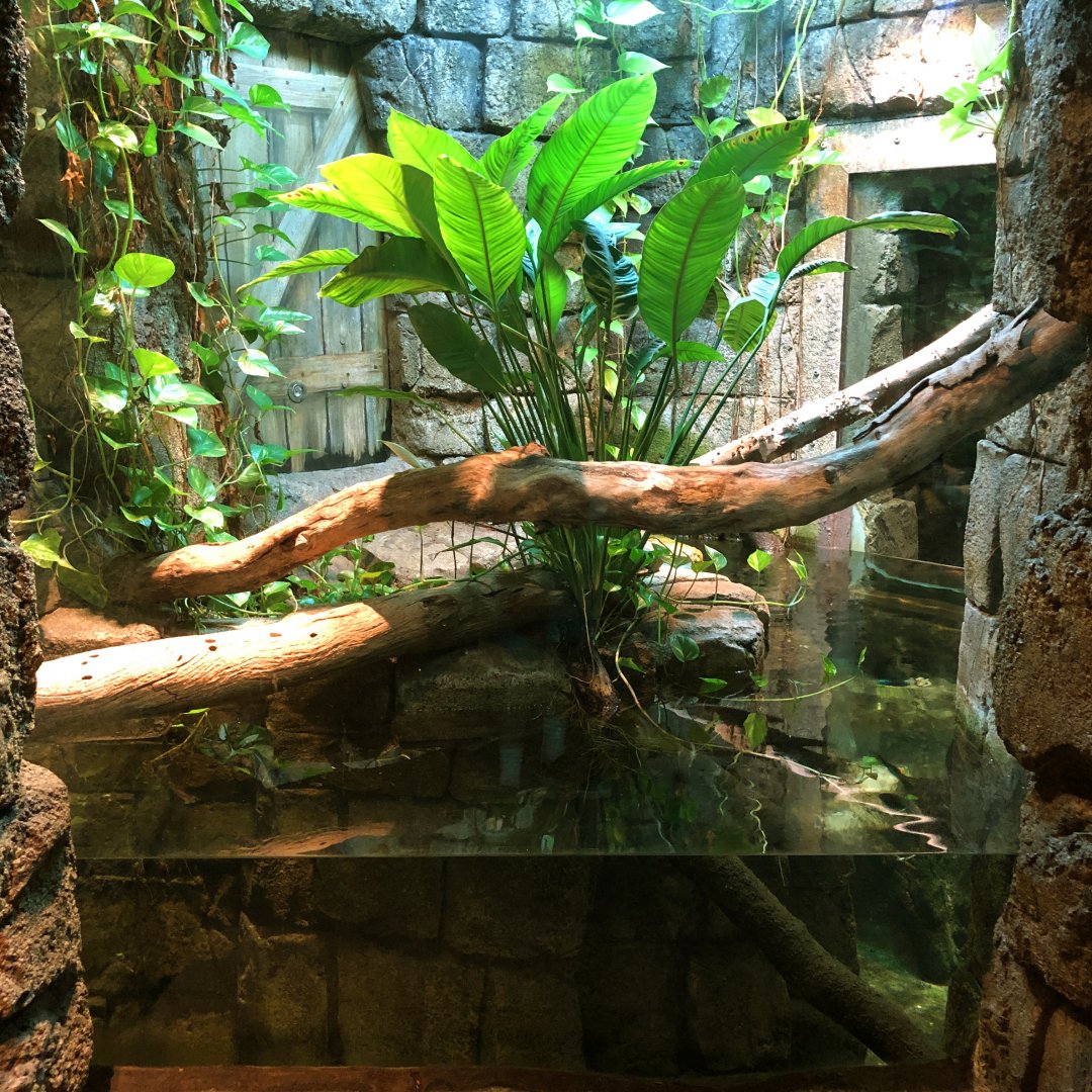 Freshwater Stingray Exhibit