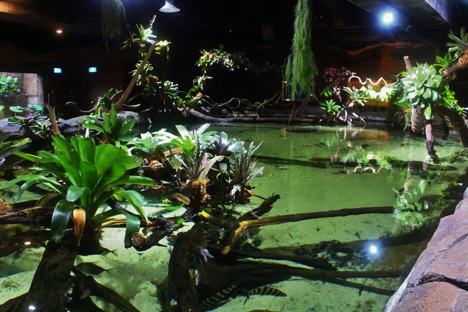 Freshwater Stingray exhibit