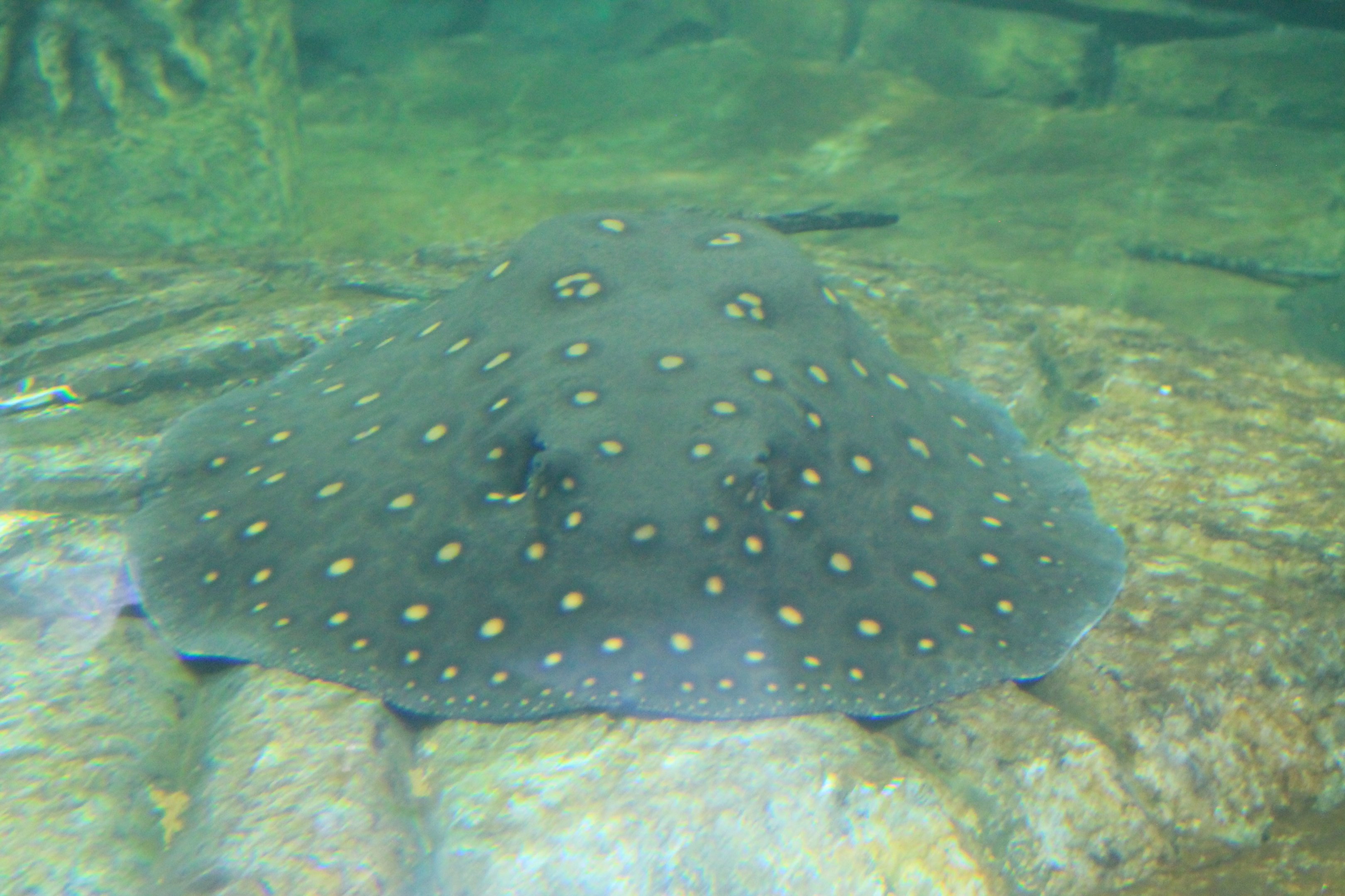 Freshwater Stingray ID, Fantasy Aquarium, Xi'an