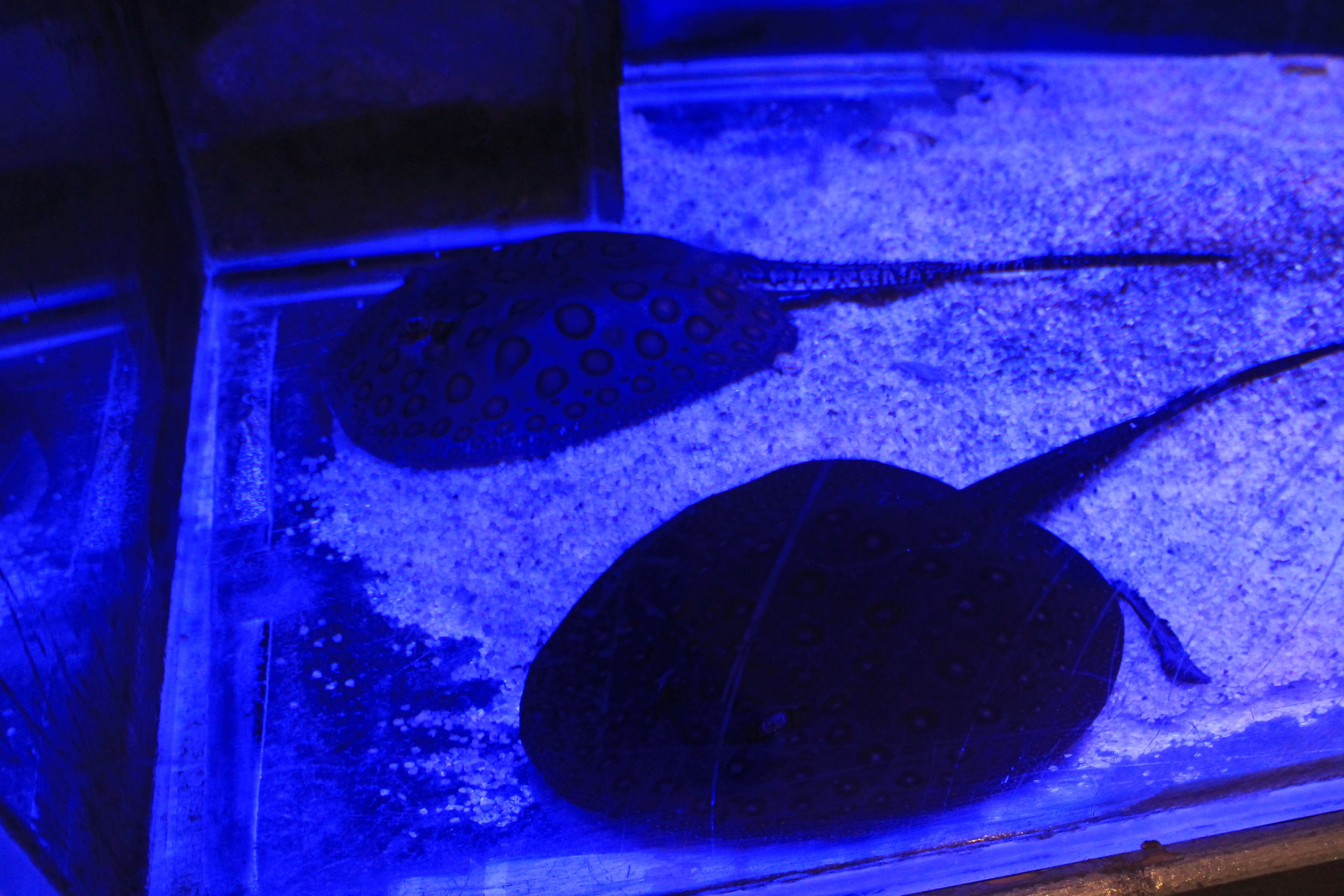 Freshwater Stingray ID, Fantasy Aquarium, Xi'an