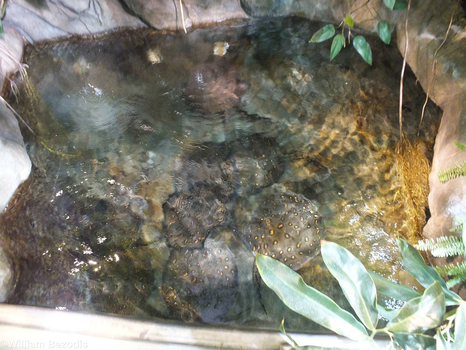 Freshwater Stingray Pool in the Newly Renovated Aquarium