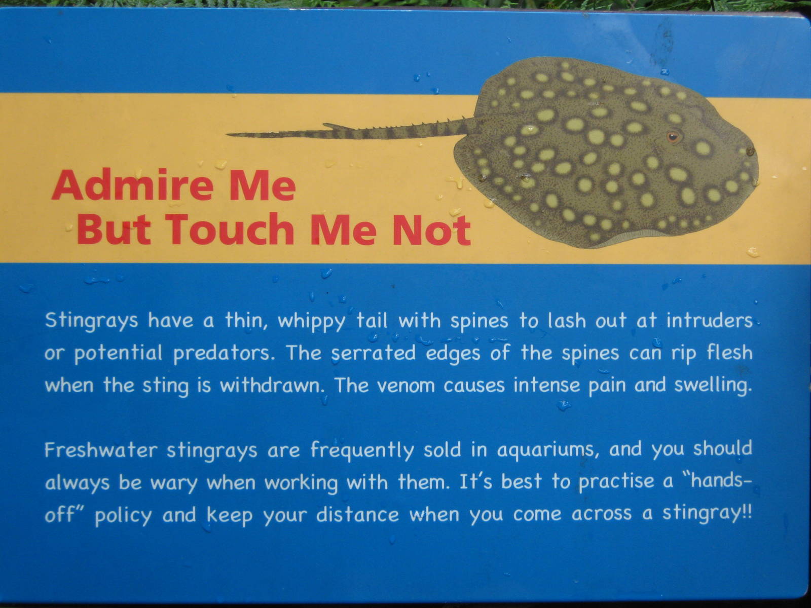 freshwater stingray signage