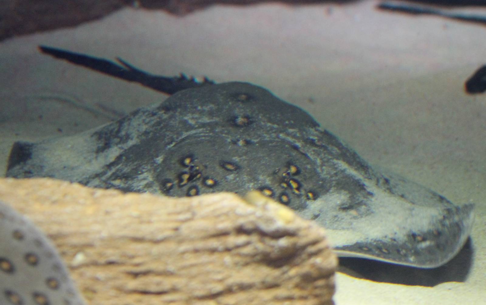 Freshwater stingray species