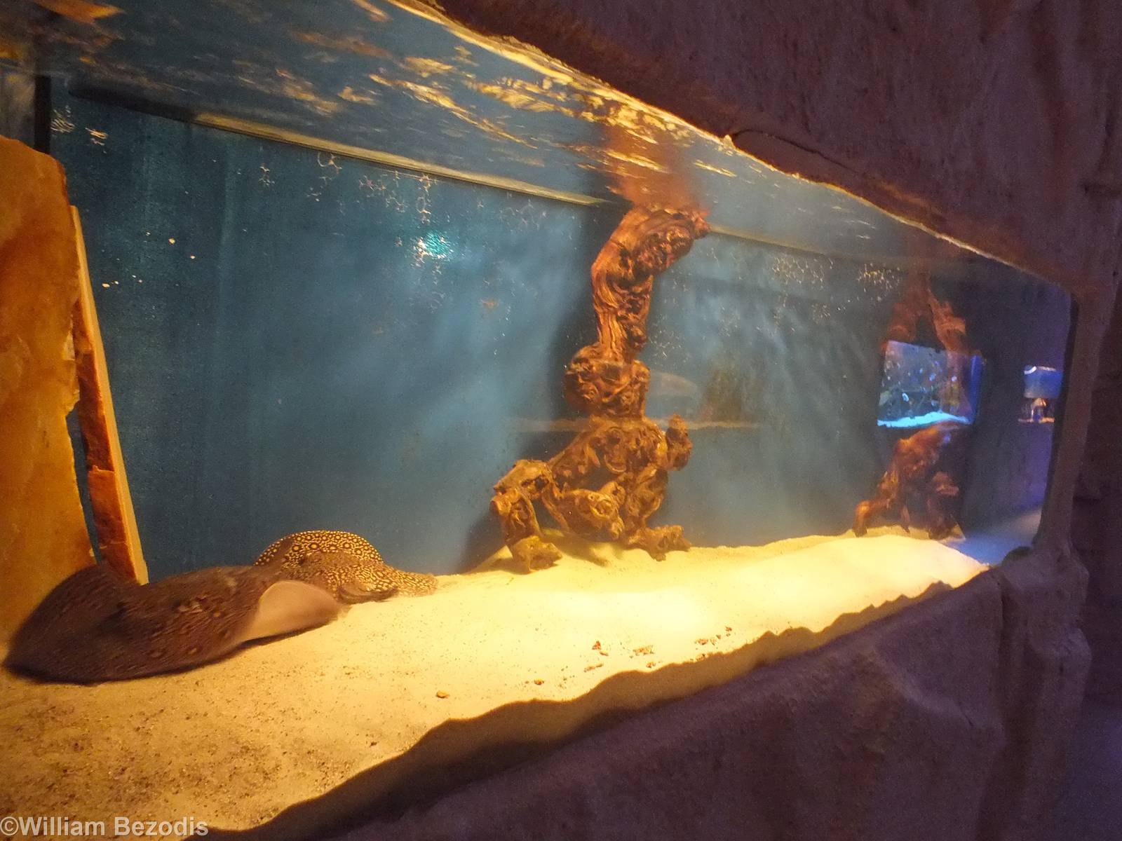 Freshwater Stingray Tank- Freshwater Section