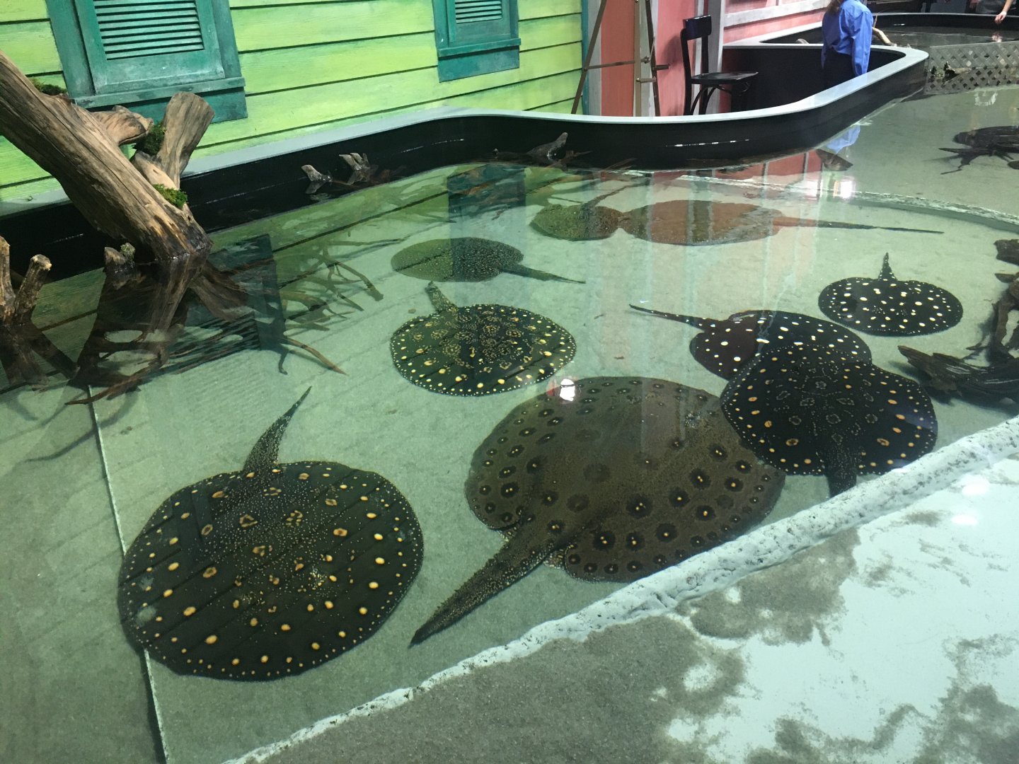 Freshwater stingray touch tank