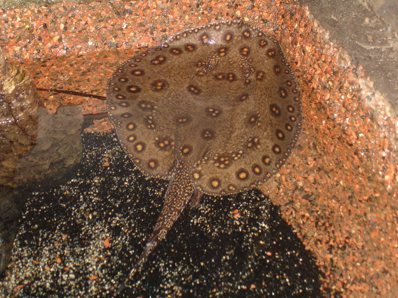 Freshwater Stingray