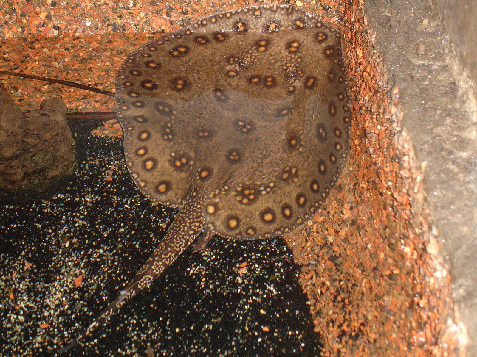Freshwater Stingray