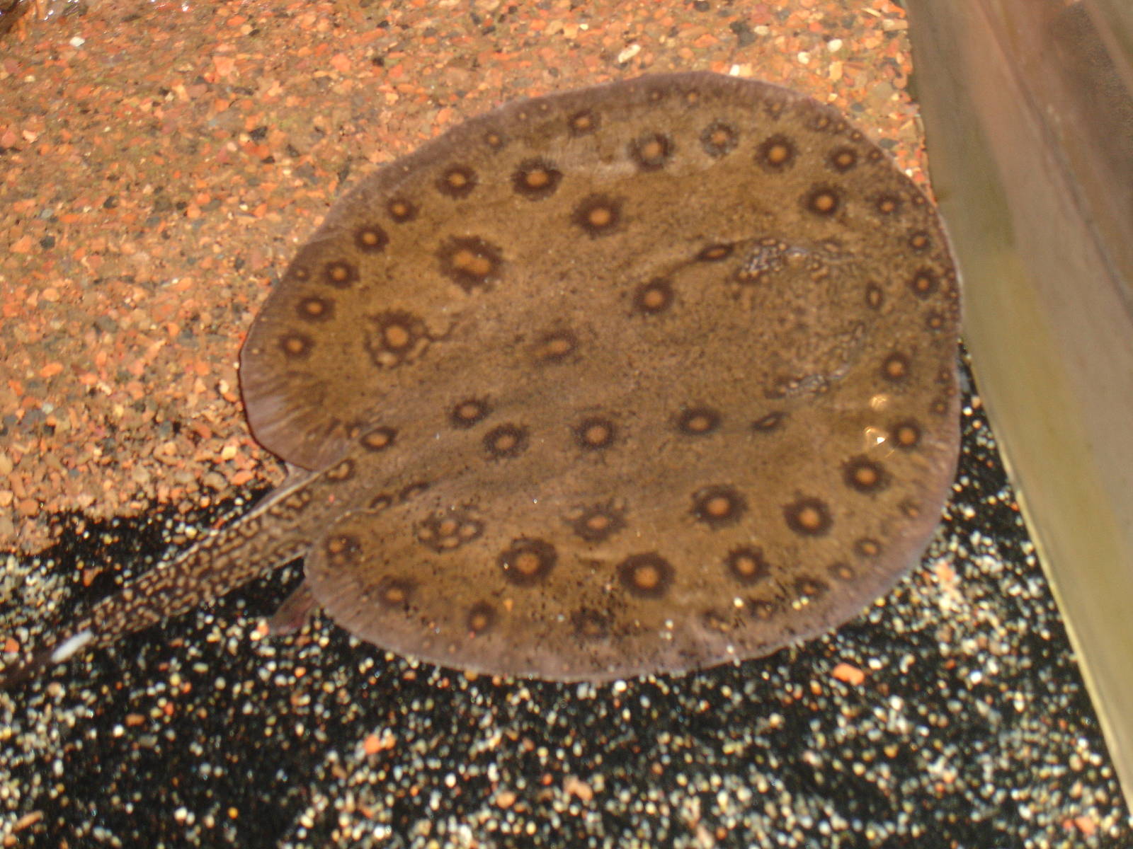 Freshwater Stingray