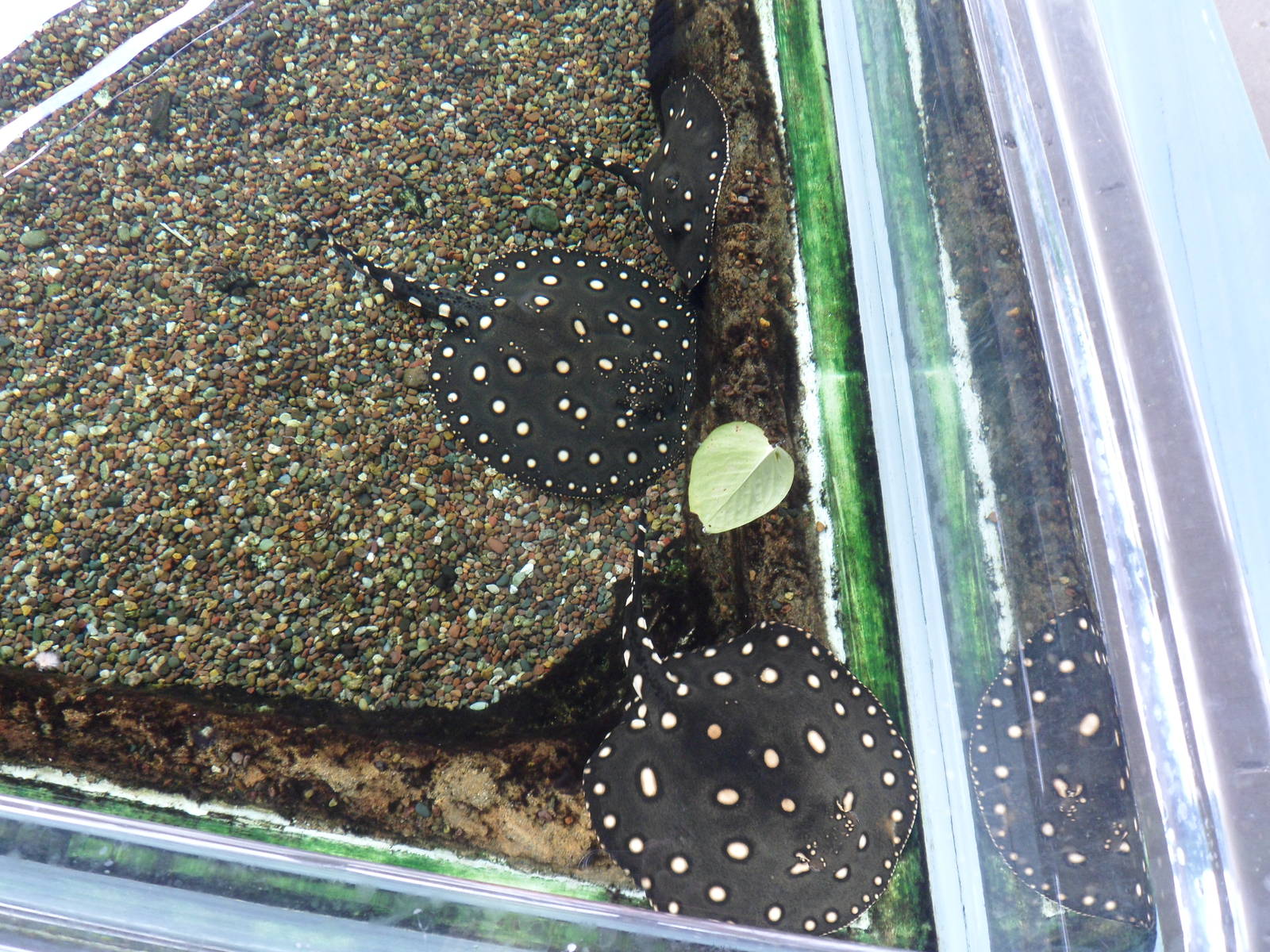 Freshwater Stingray