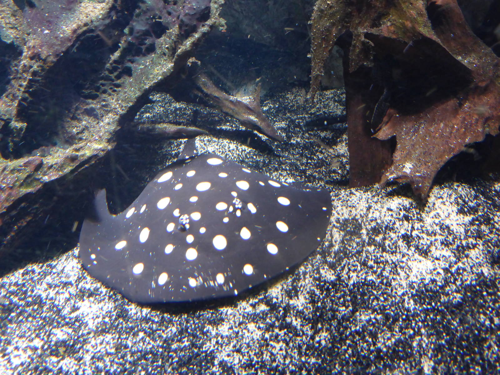 Freshwater stingray