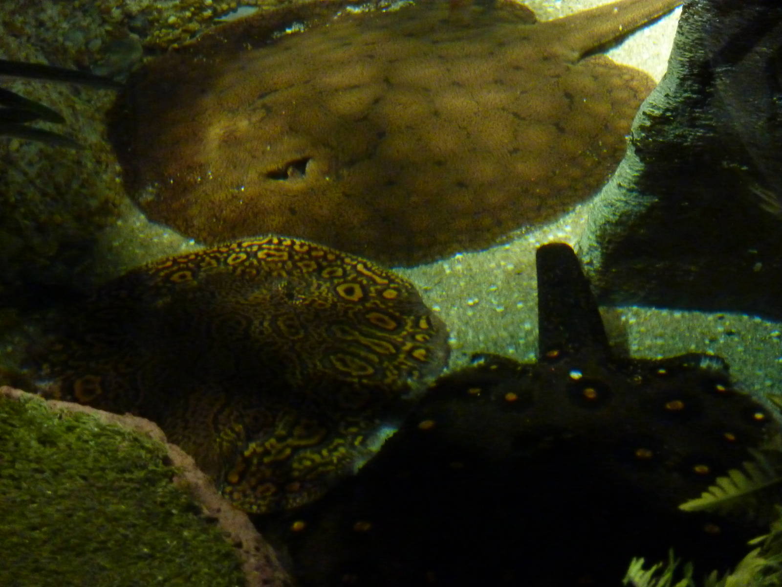 Freshwater stingrays - 12th July 2012.