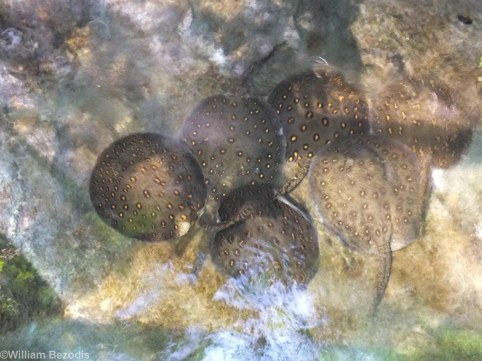 Freshwater Stingrays