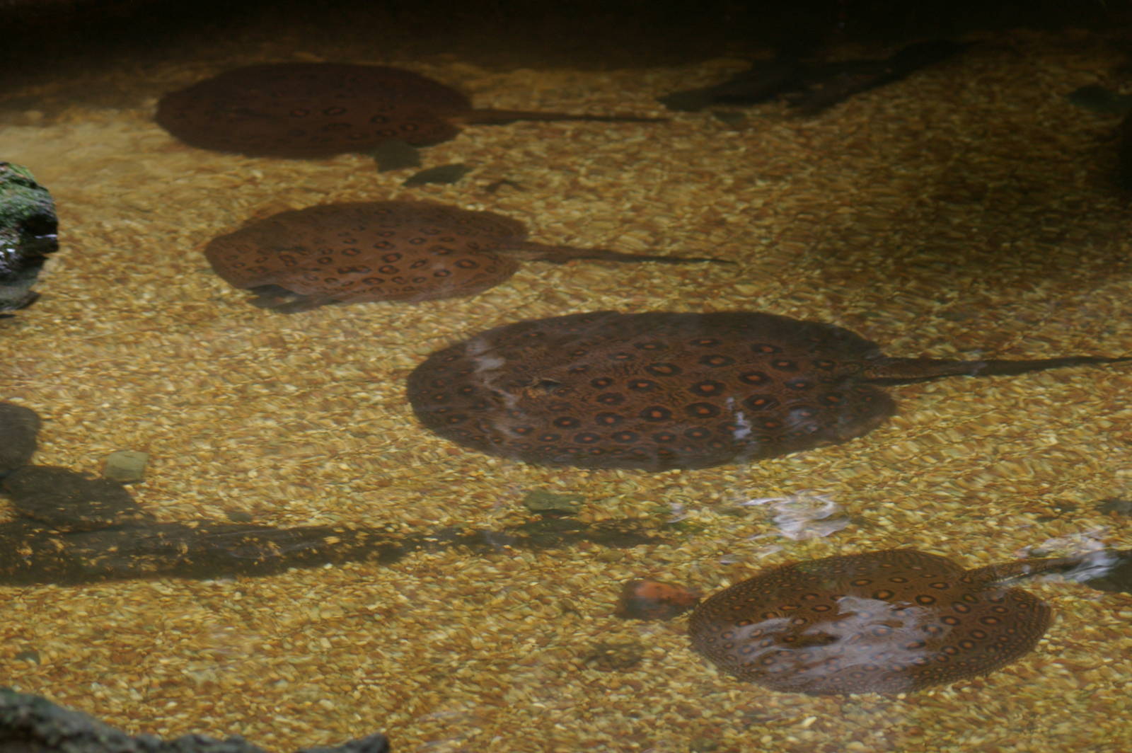 freshwater stingrays