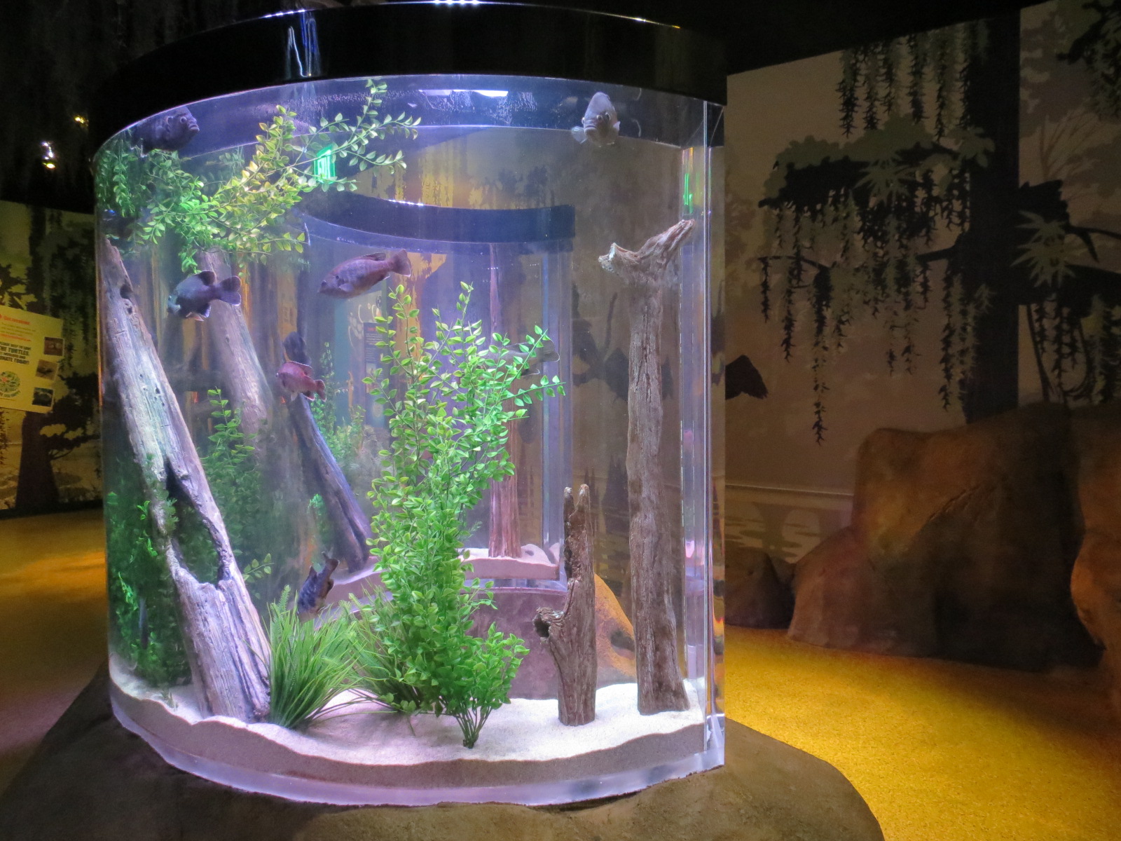 Freshwater Swamps - Concave Pedestal Tank