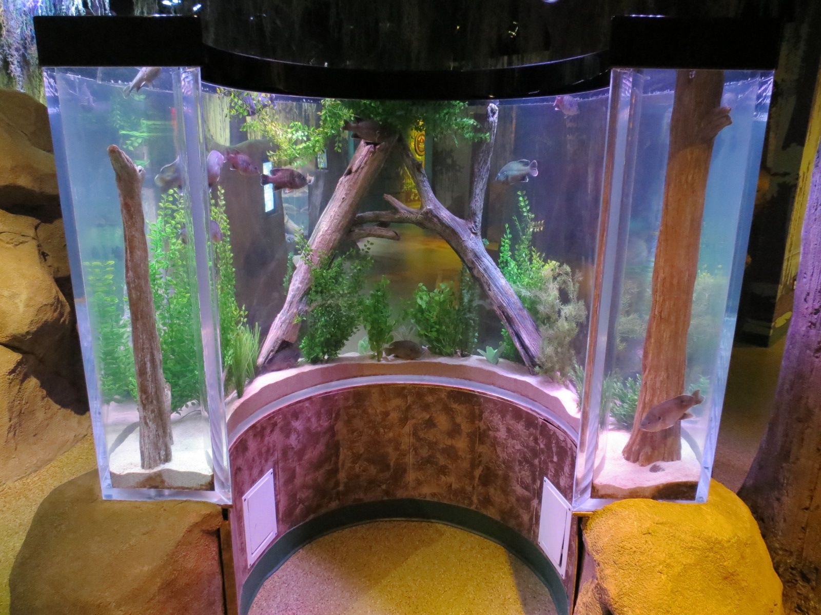 Freshwater Swamps - Concave Pedestal Tank