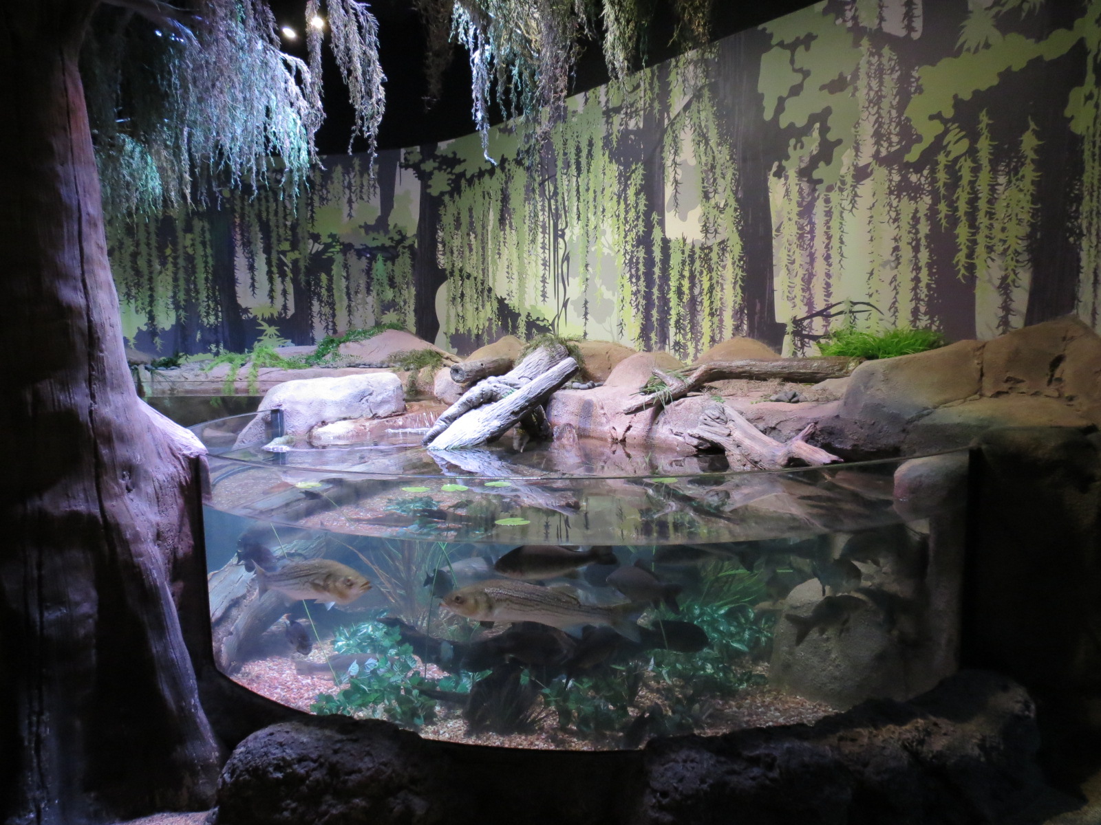 Freshwater Swamps - First Open-top Tank