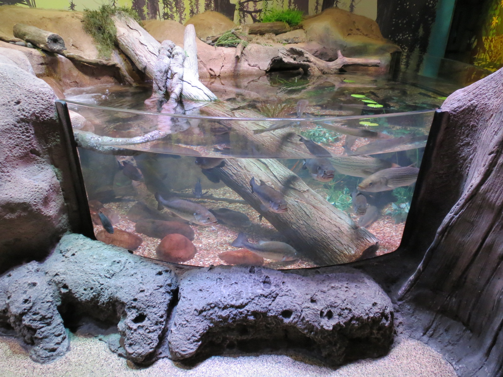 Freshwater Swamps - First Open-top Tank