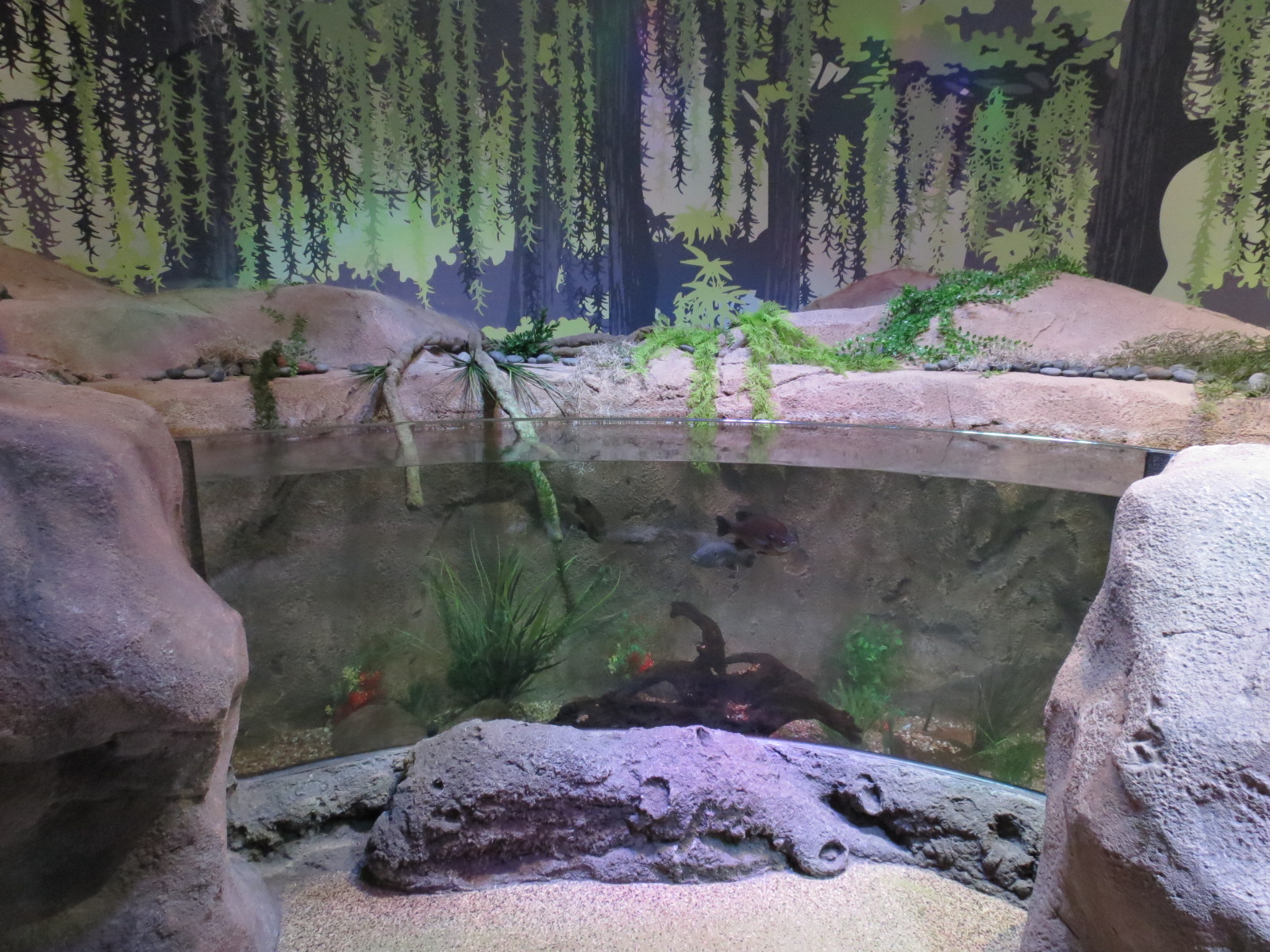 Freshwater Swamps - Second Open-top Tank