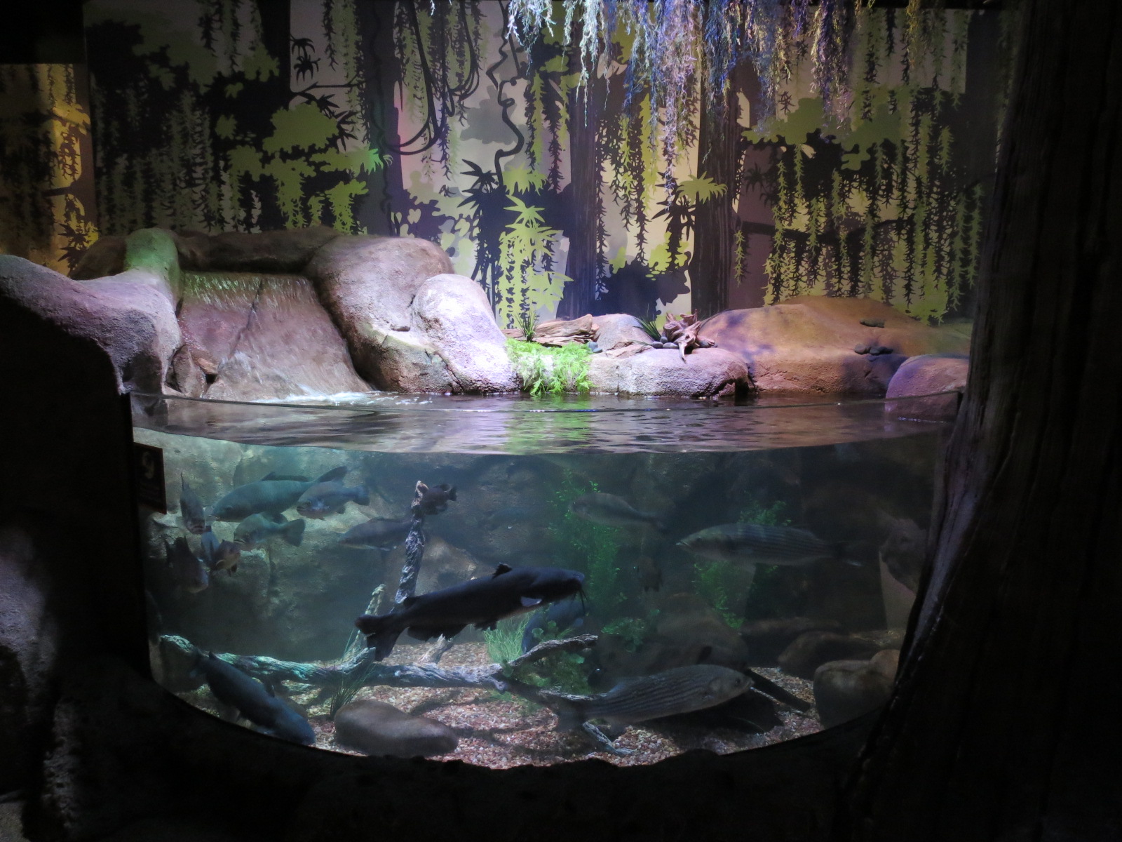 Freshwater Swamps - Third Open-top Tank