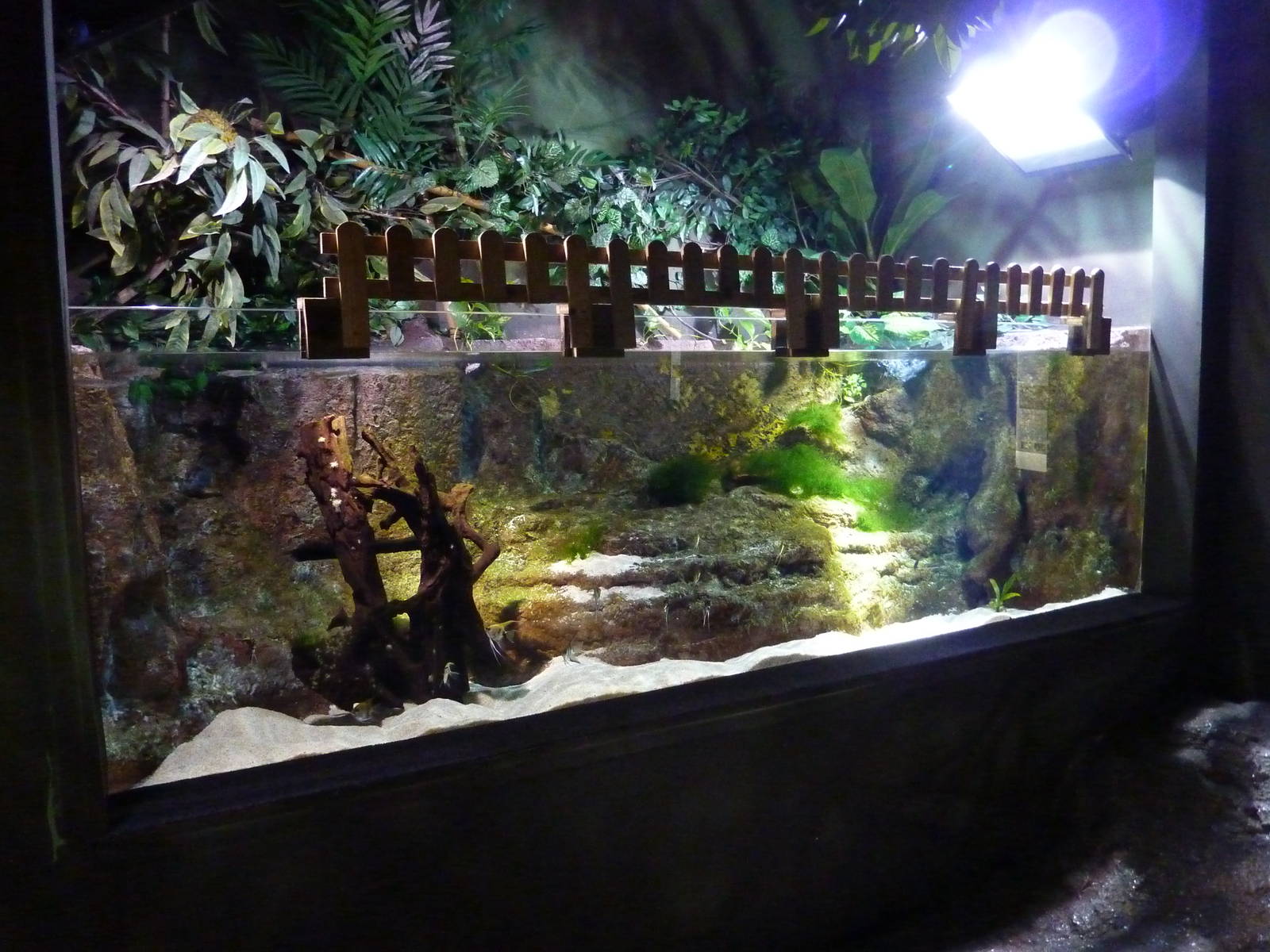 Freshwater tank, 10th April 2012
