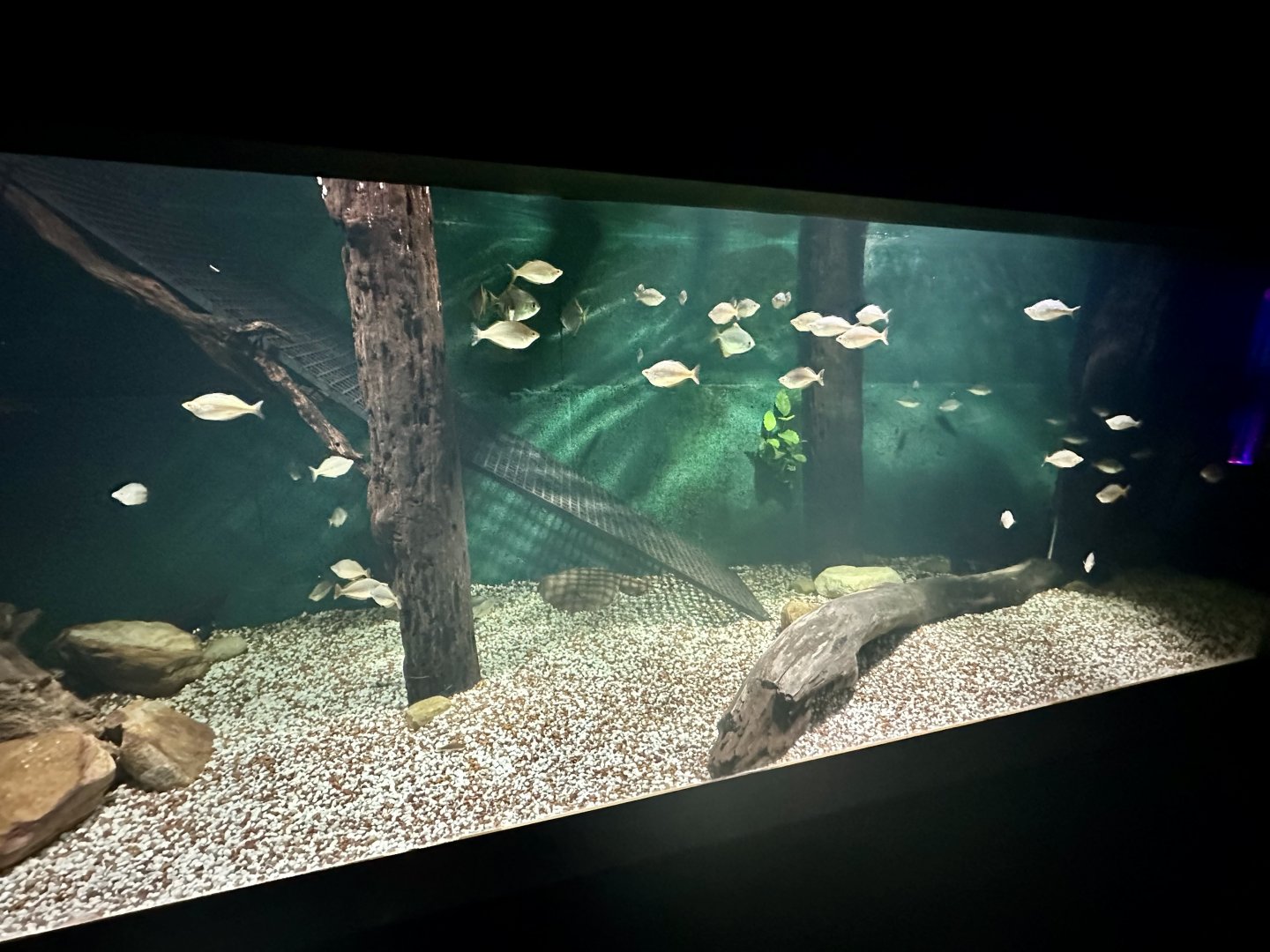 Freshwater Tank 4