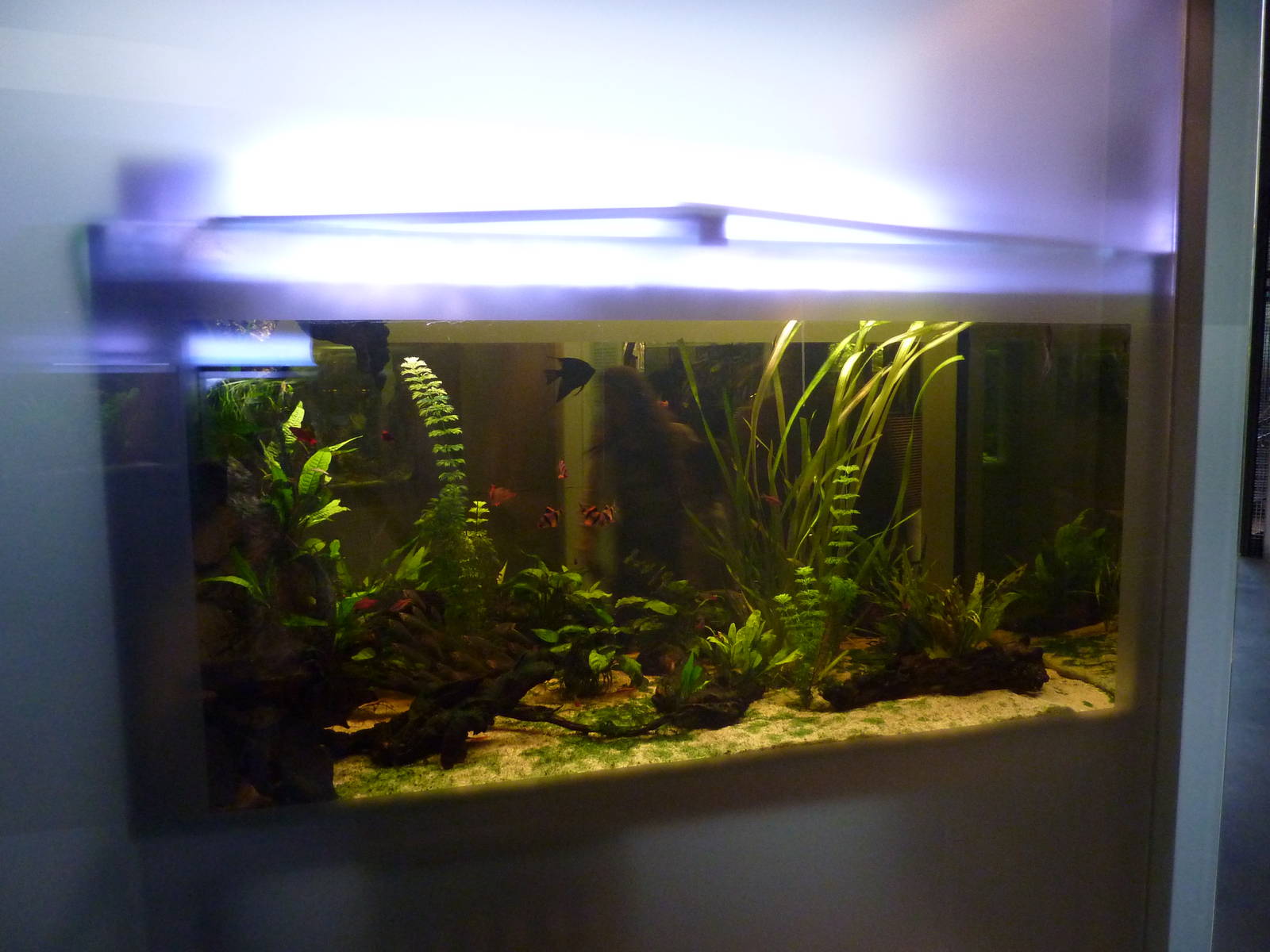 Freshwater tank, 7th April 2012.