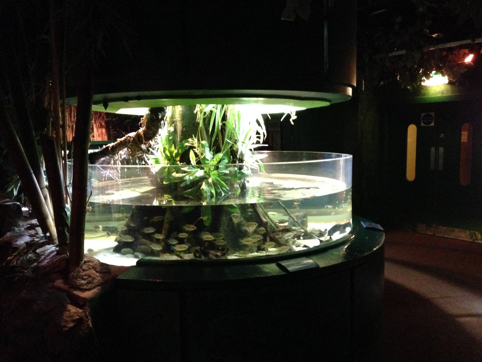 Freshwater Tank at Blue Planet Aquarium - 05/10/2013