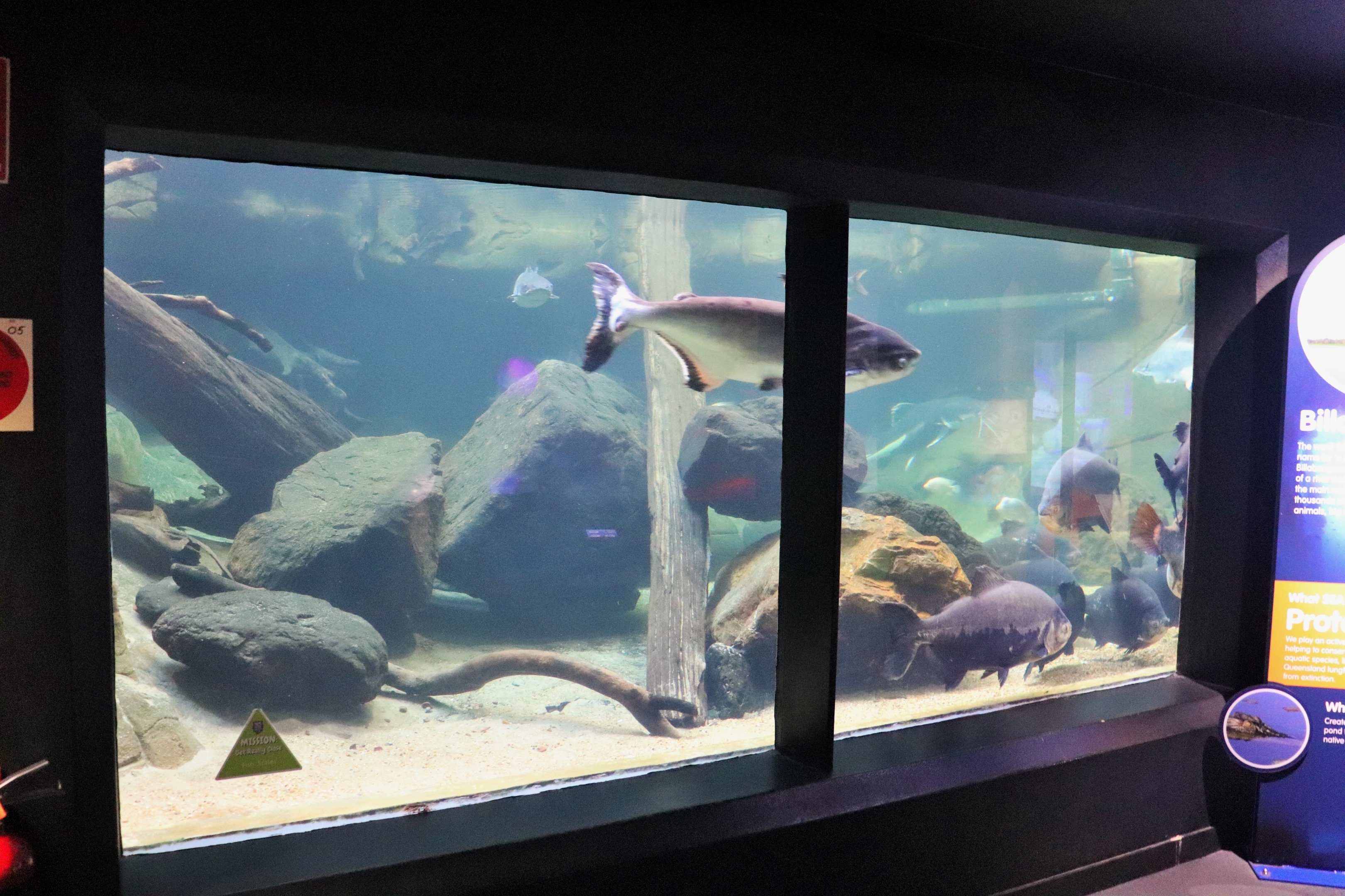Freshwater Tank Viewing Area