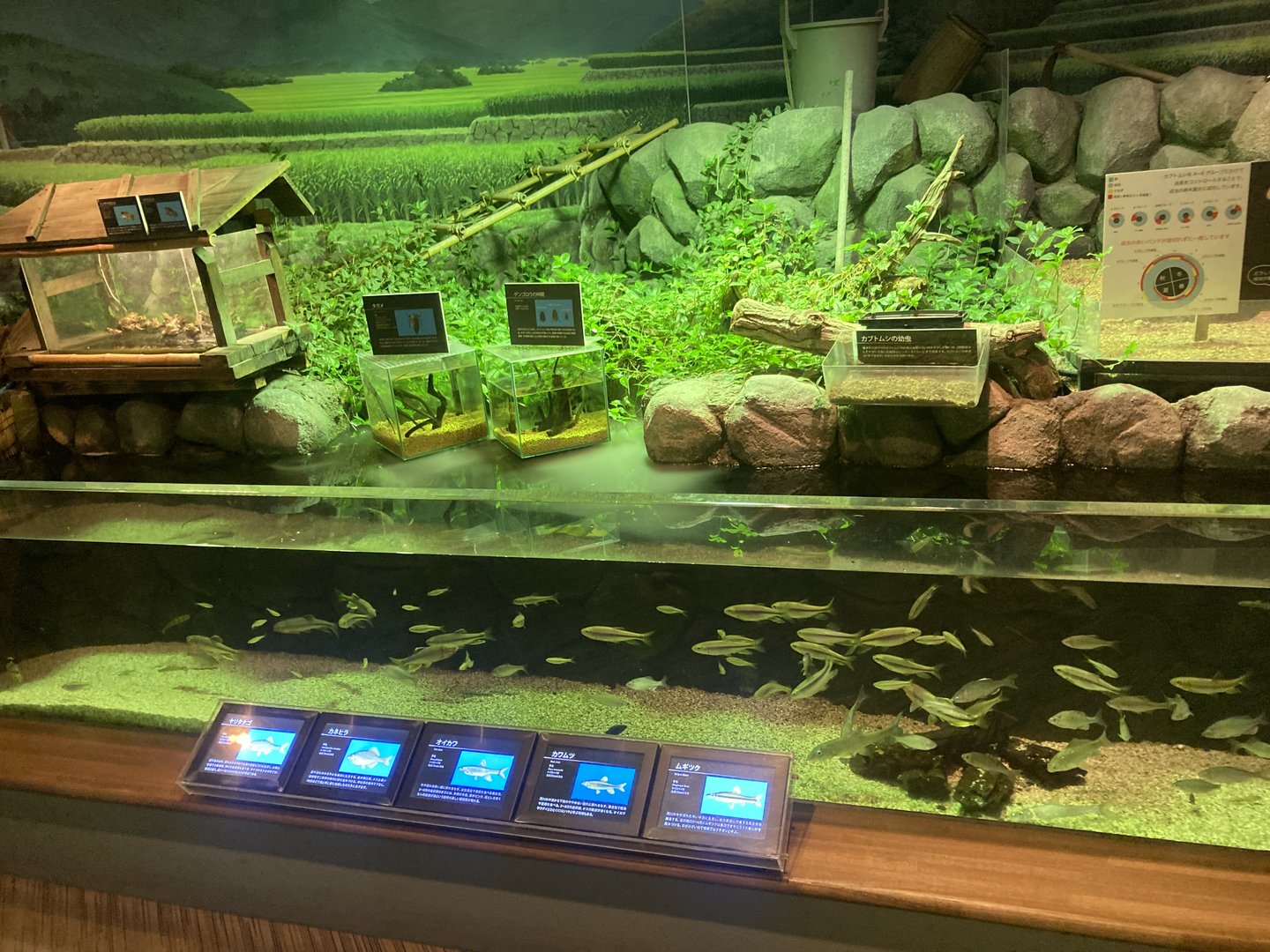 Freshwater tank with beetle exhibits