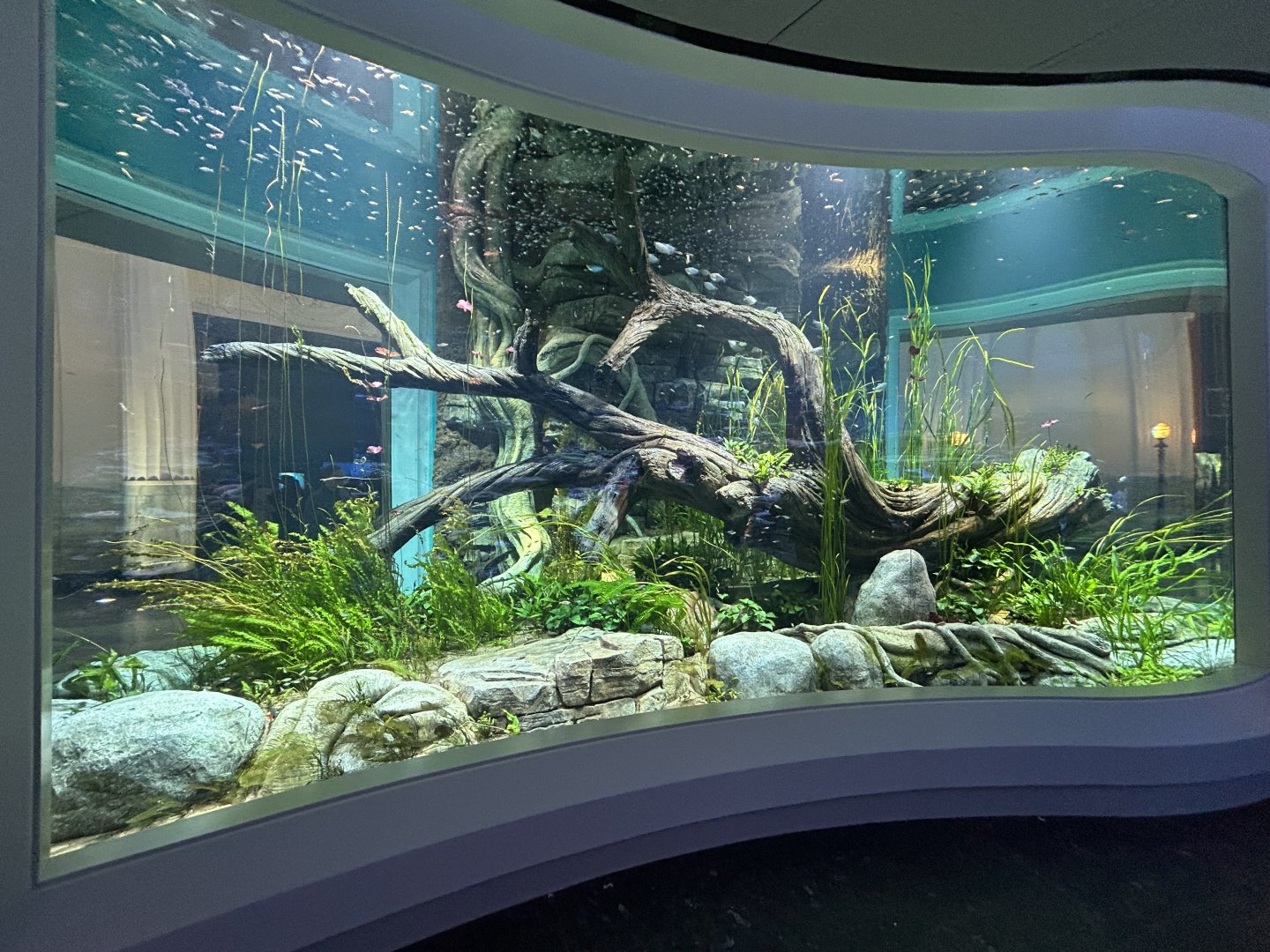Freshwater Tank - Wonder of Water