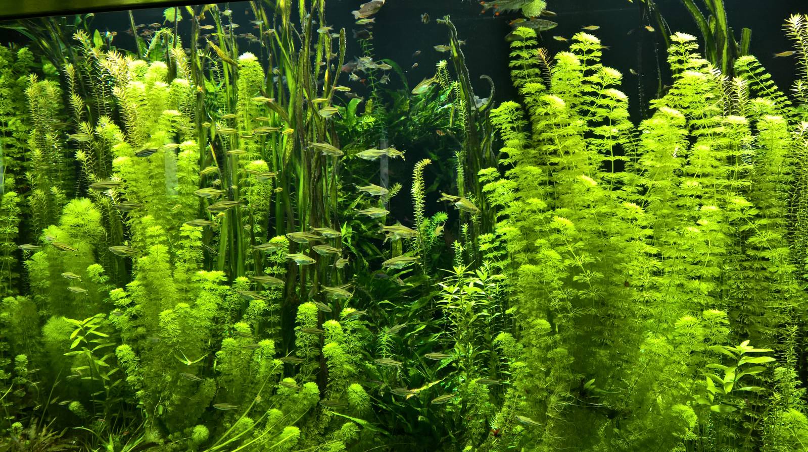 Freshwater tank