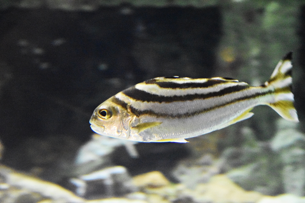 freshwater tripletails