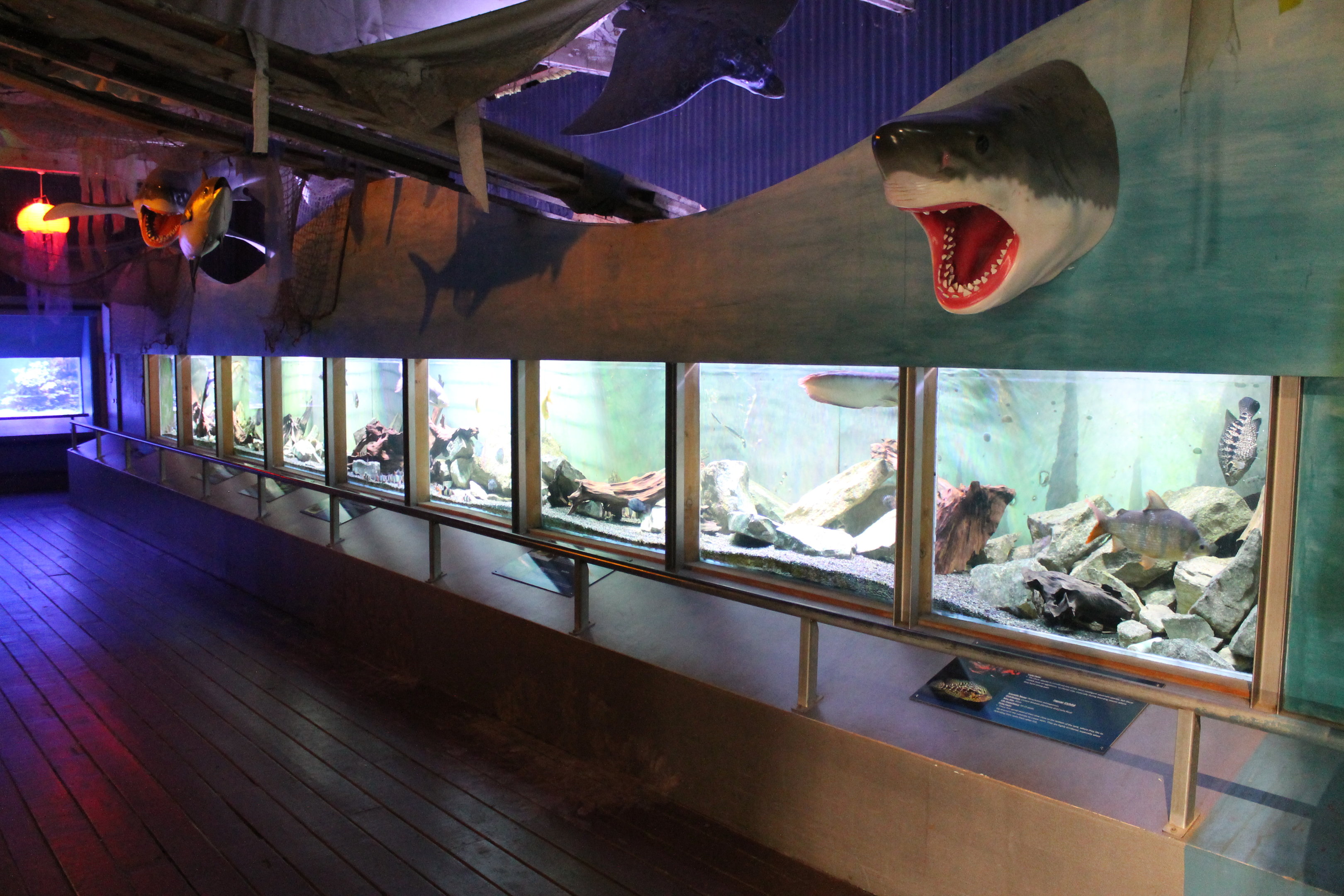 Freshwater tropical tank