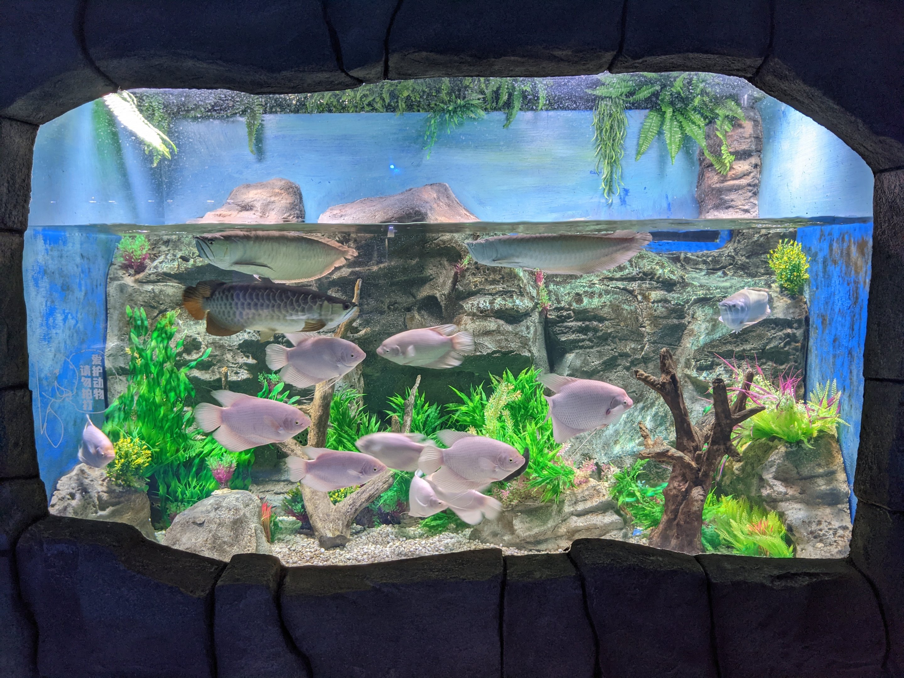 Freshwater tropicals - Ocean World (Guangzhou)
