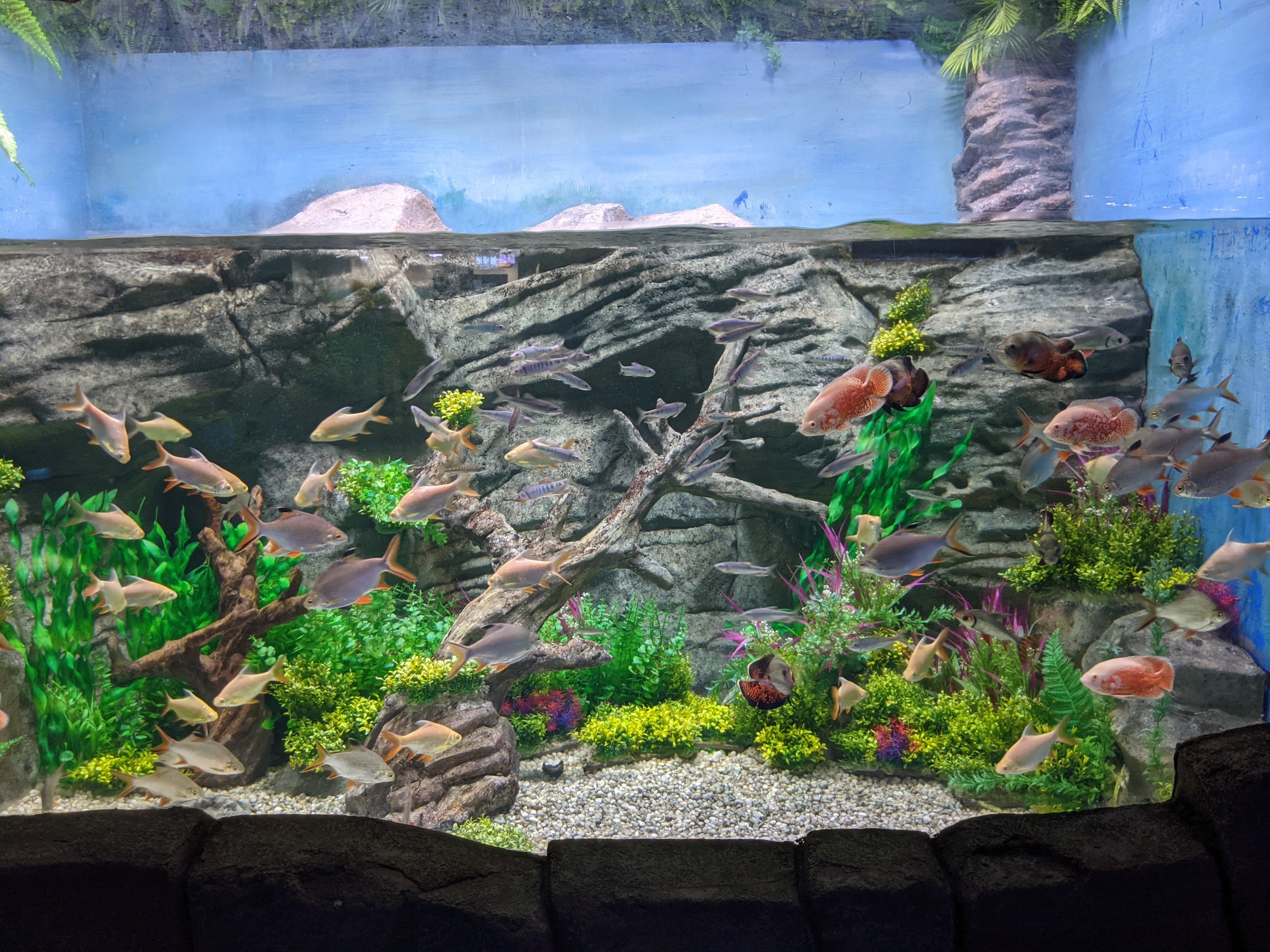 Freshwater tropicals - Ocean World (Guangzhou)