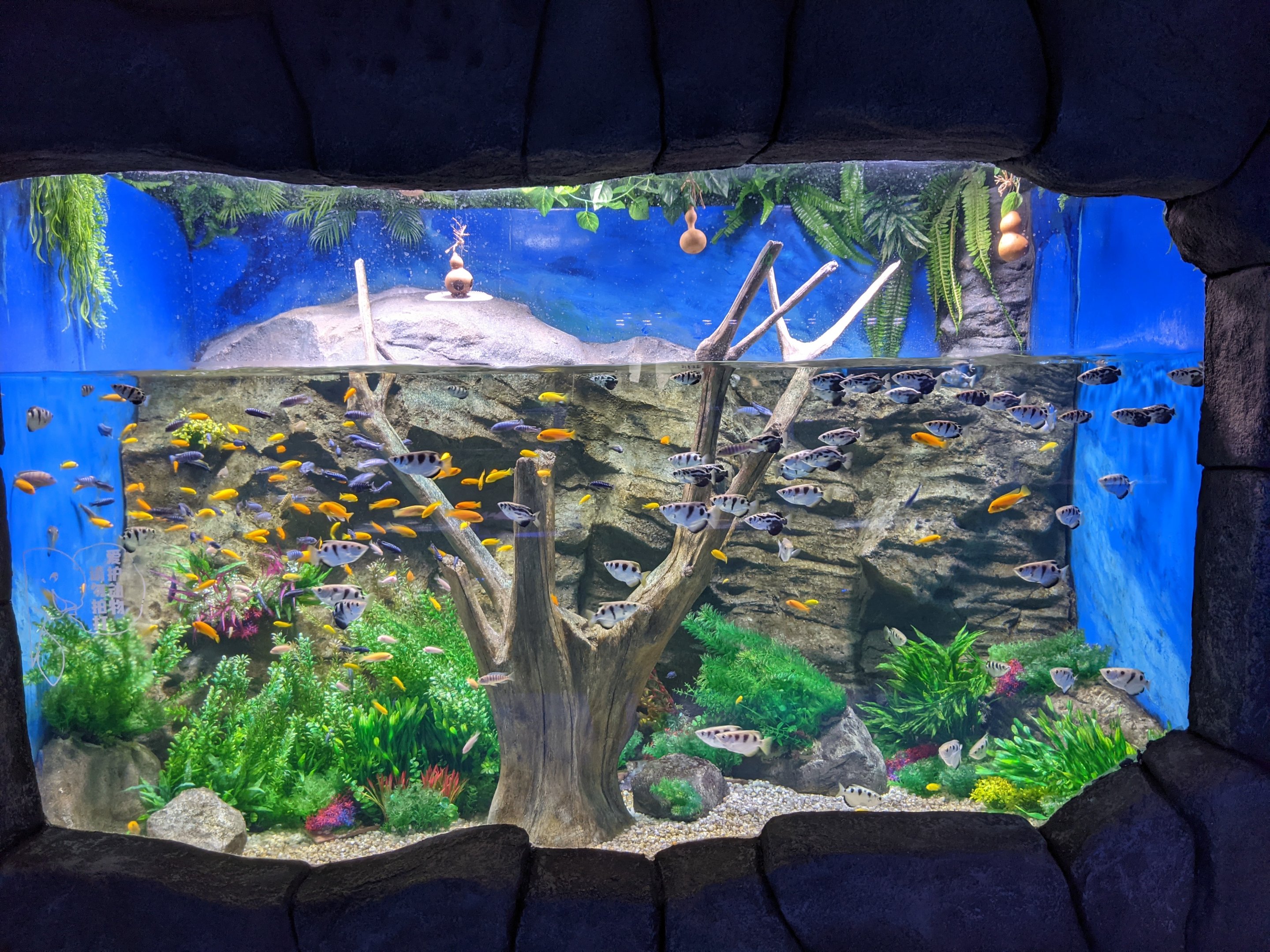 Freshwater tropicals - Ocean World (Guangzhou)