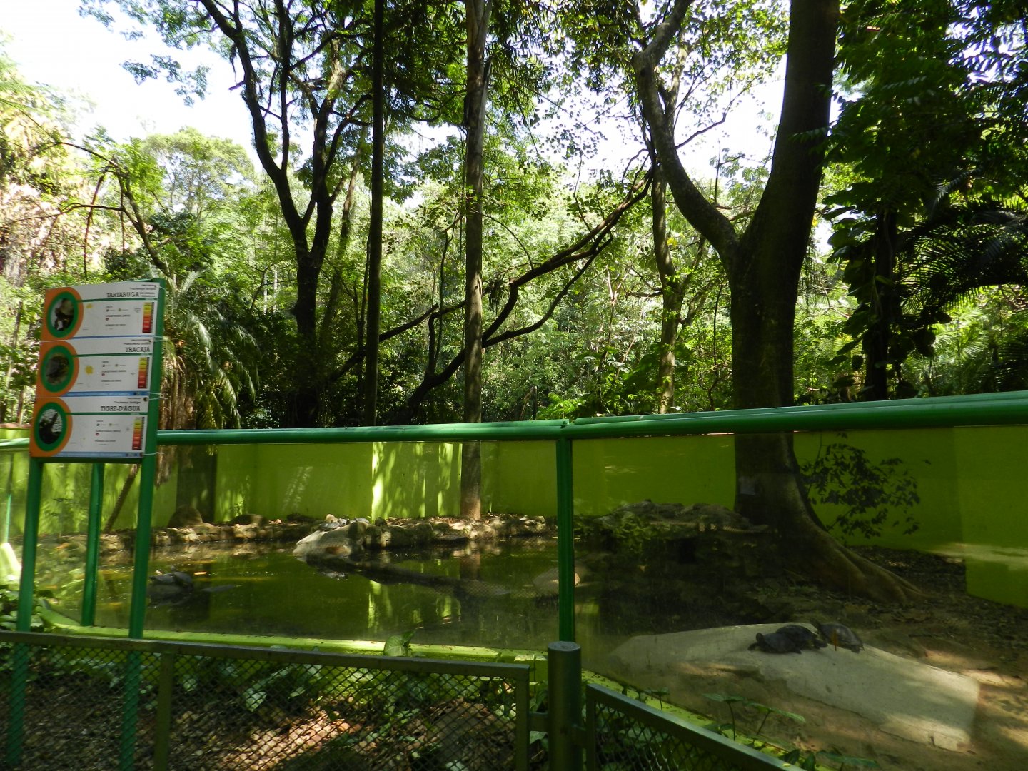 Freshwater turtle exhibit - Campinas zoo (BDJ)