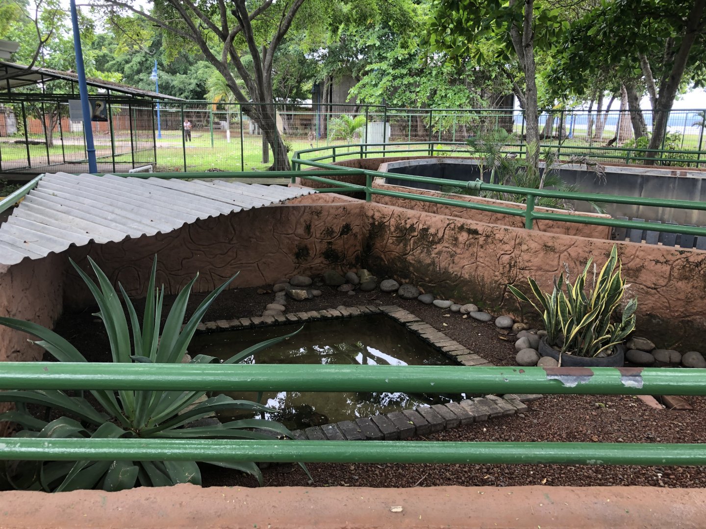 Freshwater turtle exhibit (Parque Marino del Pacifico)
