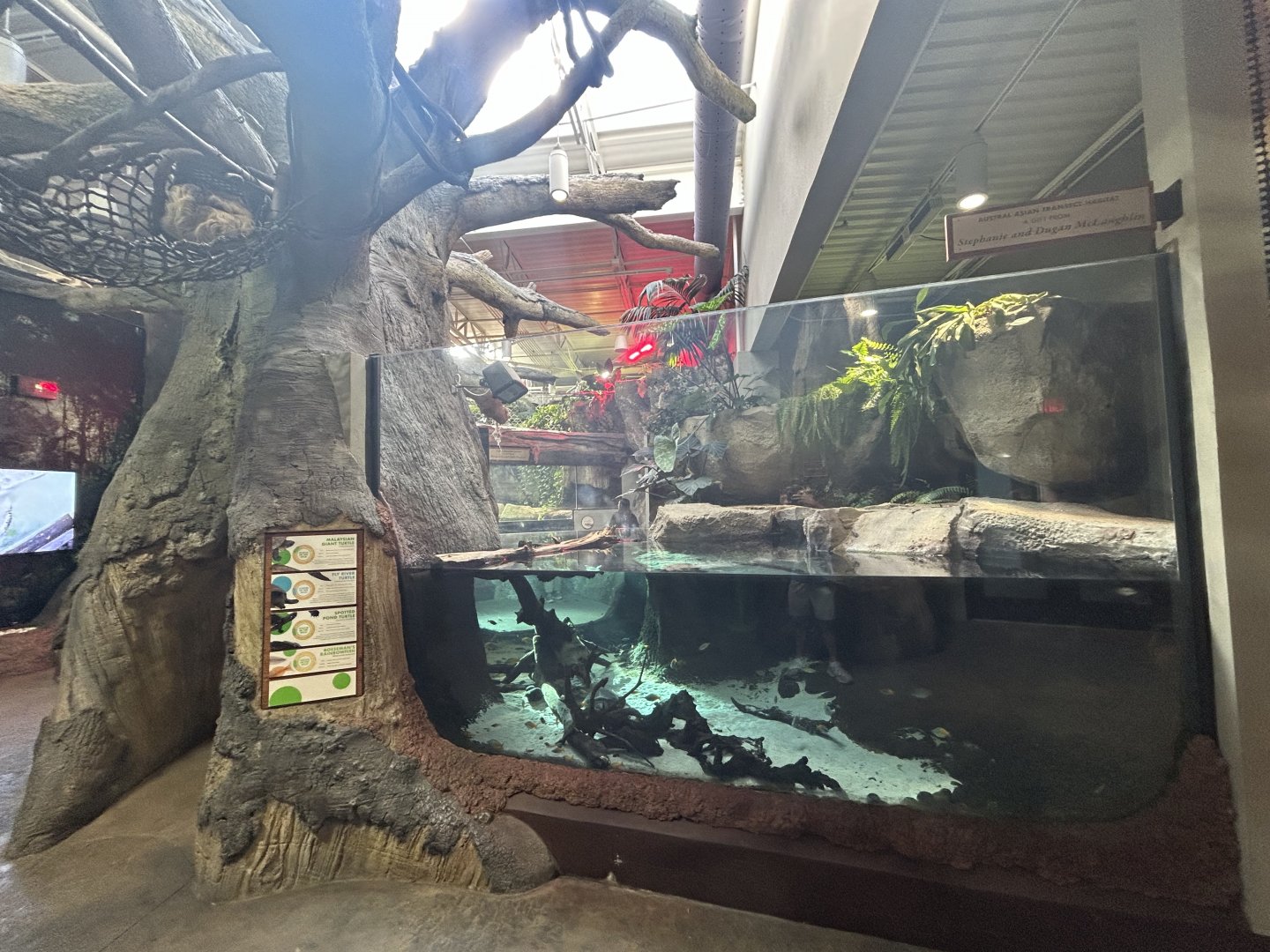 Freshwater Turtle Exhibit + Two-toed Sloth - ARC